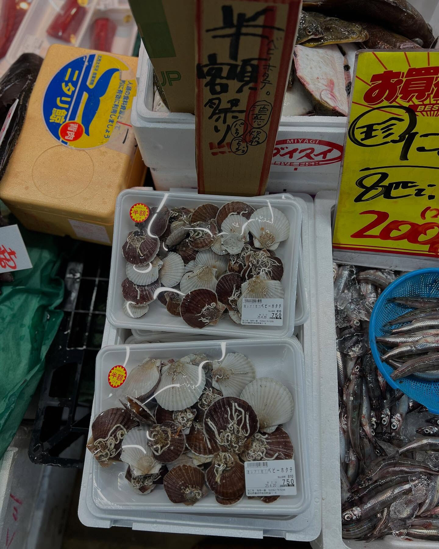 本日日曜も間も無くstart！！