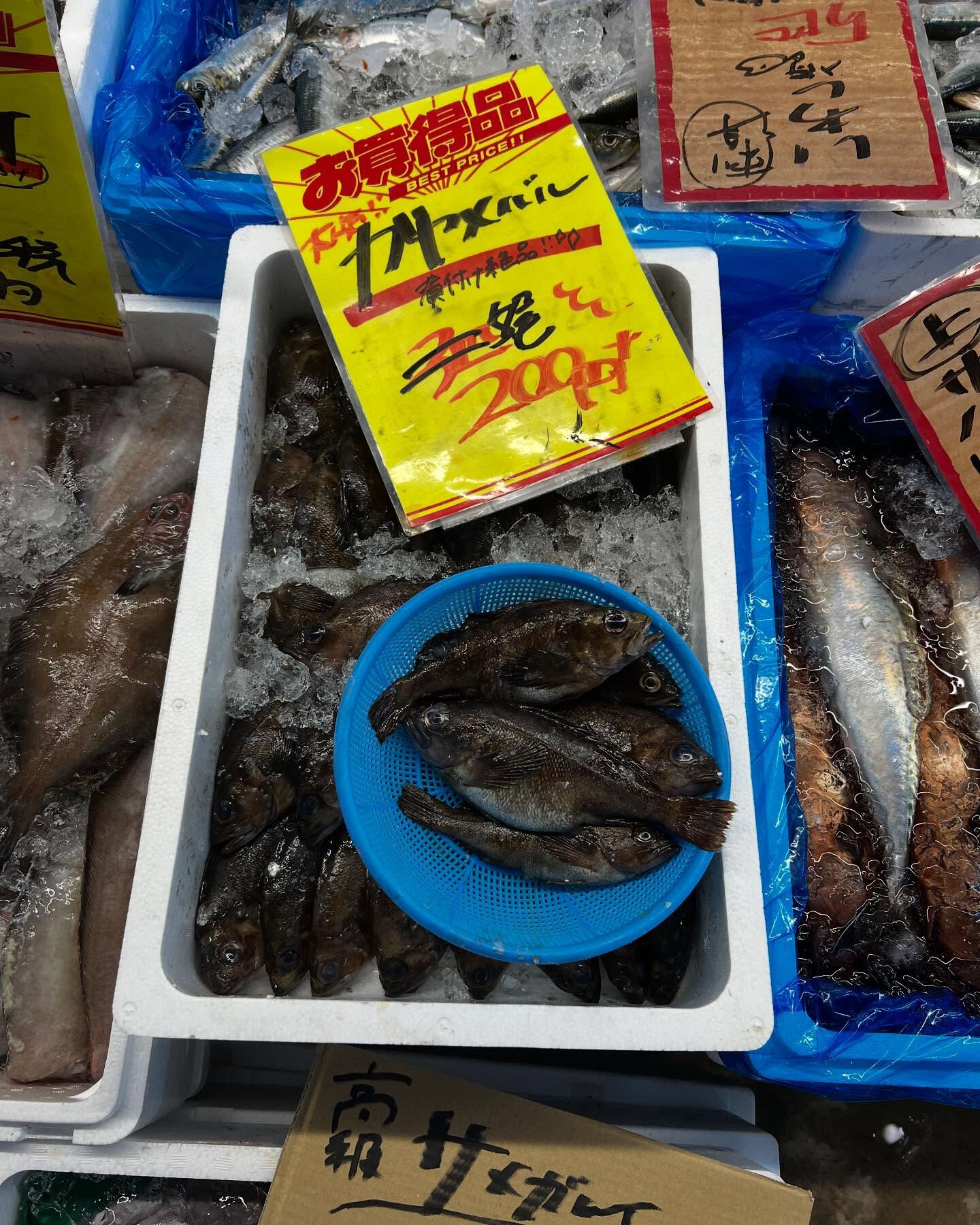 本日金曜もstart！！