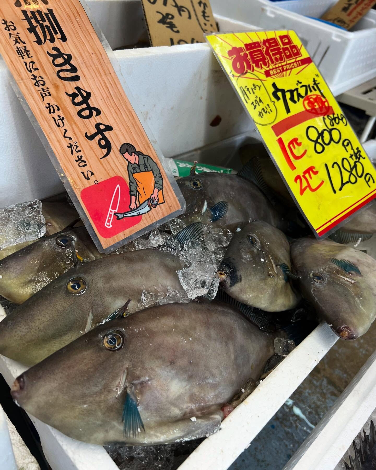 本日、火曜もstart🐟