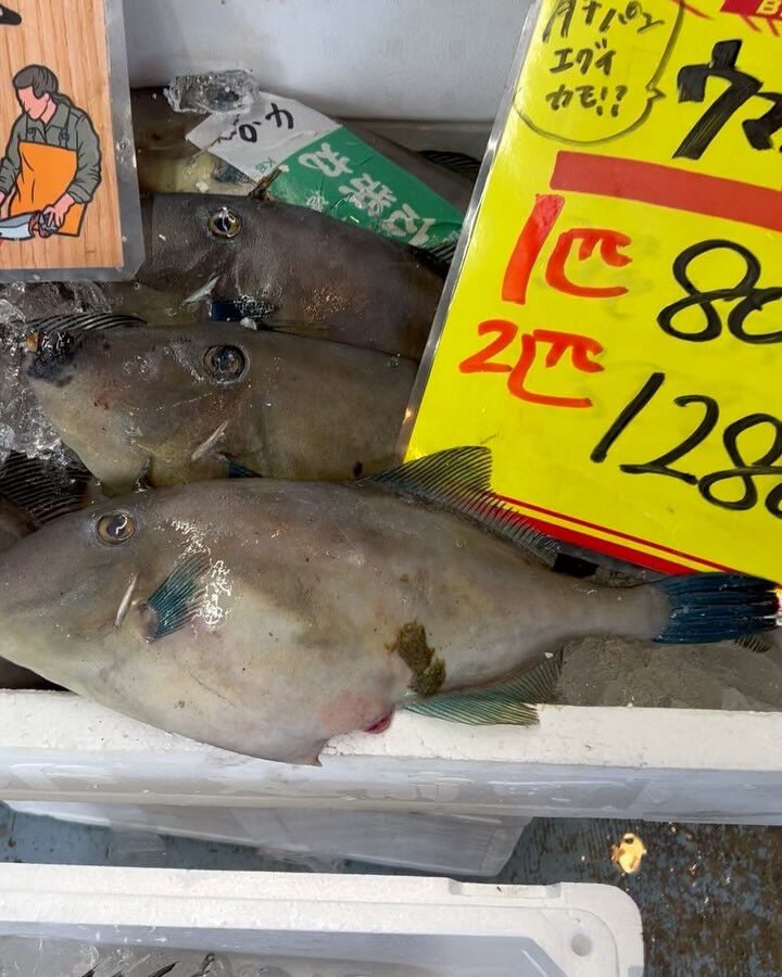 本日、火曜もstart🐟