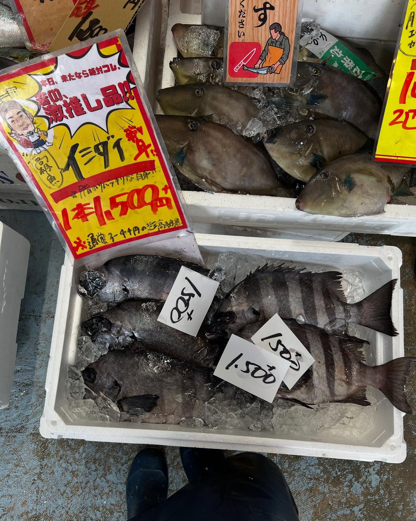 本日、火曜もstart🐟