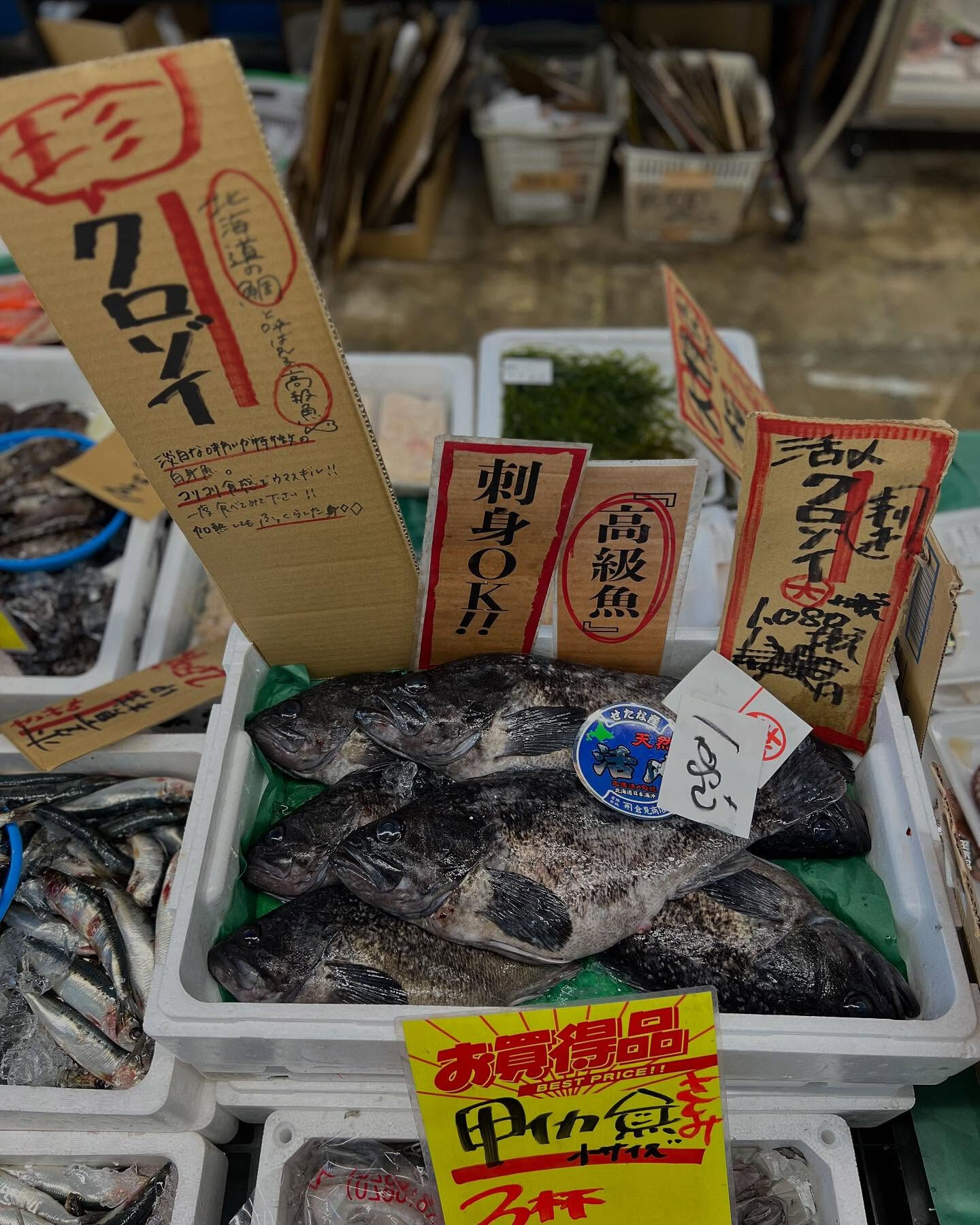 本日、火曜もstart🐟