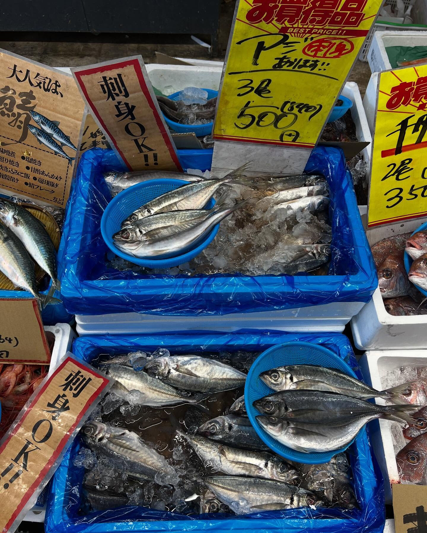 本日、火曜もstart🐟