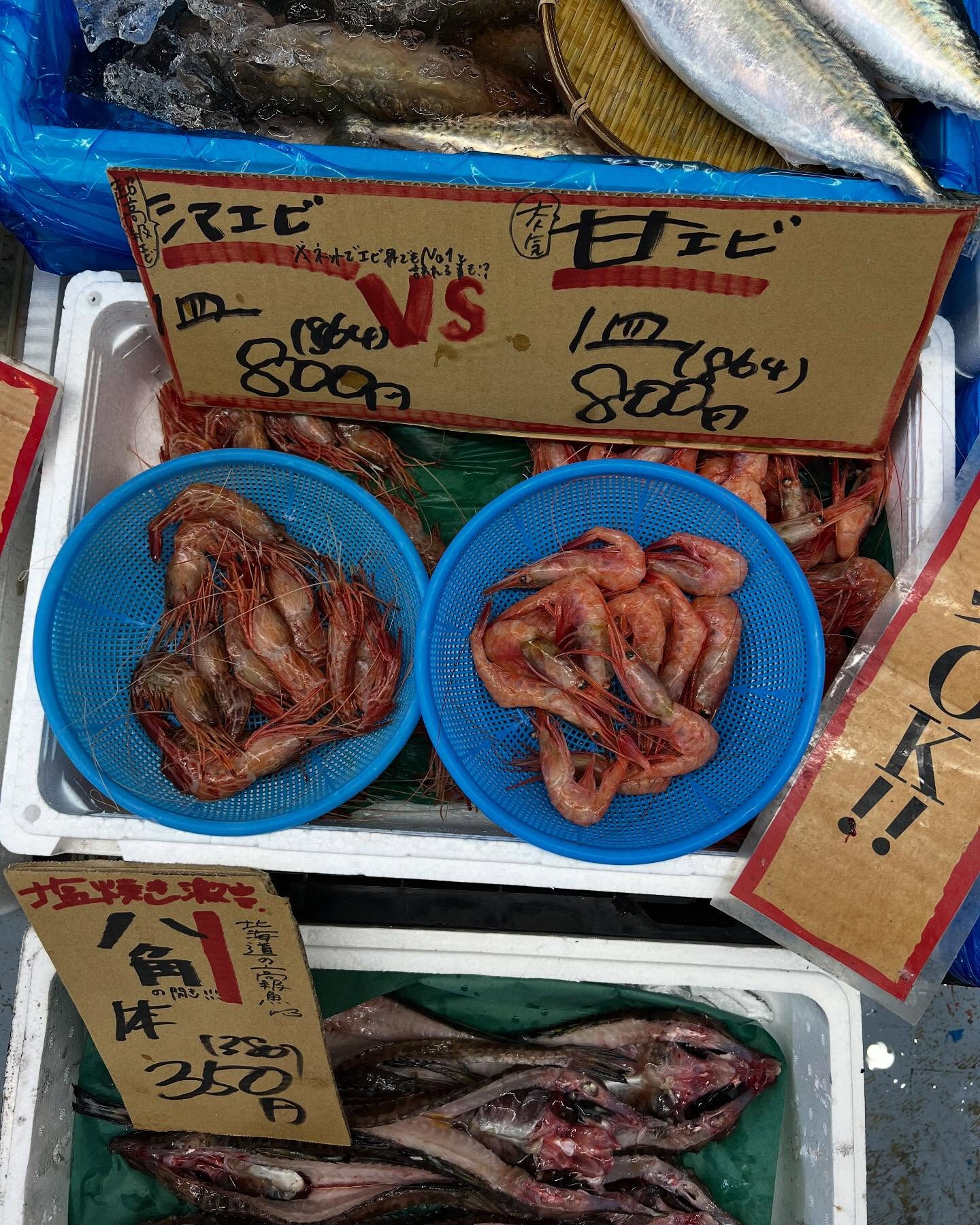 本日、火曜もstart🐟