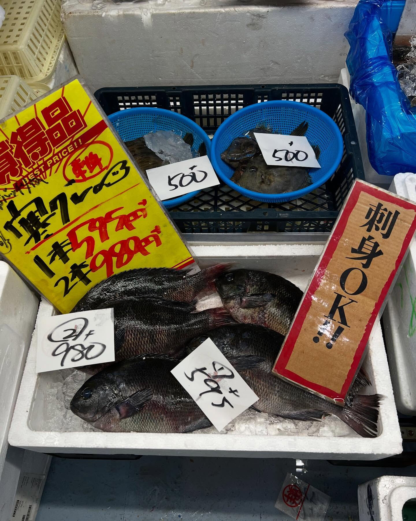 本日、火曜もstart🐟