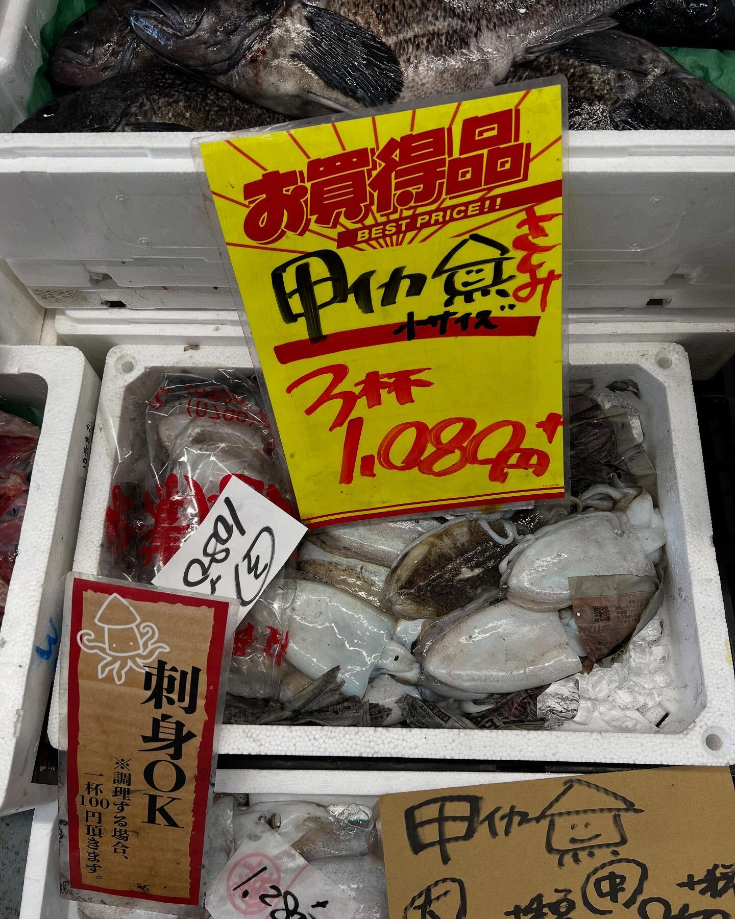 本日、火曜もstart🐟