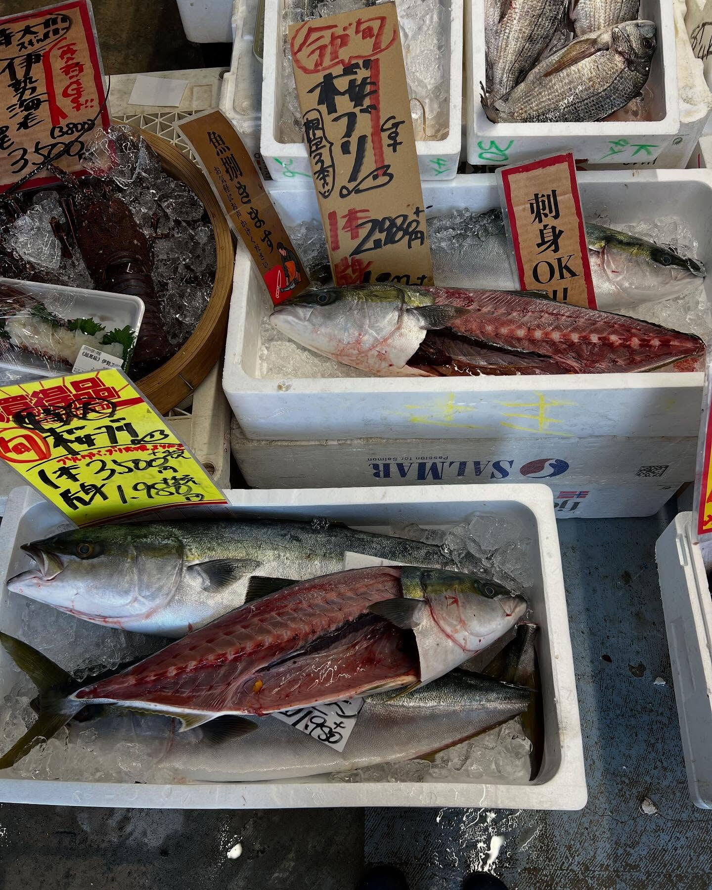 本日、火曜もstart🐟
