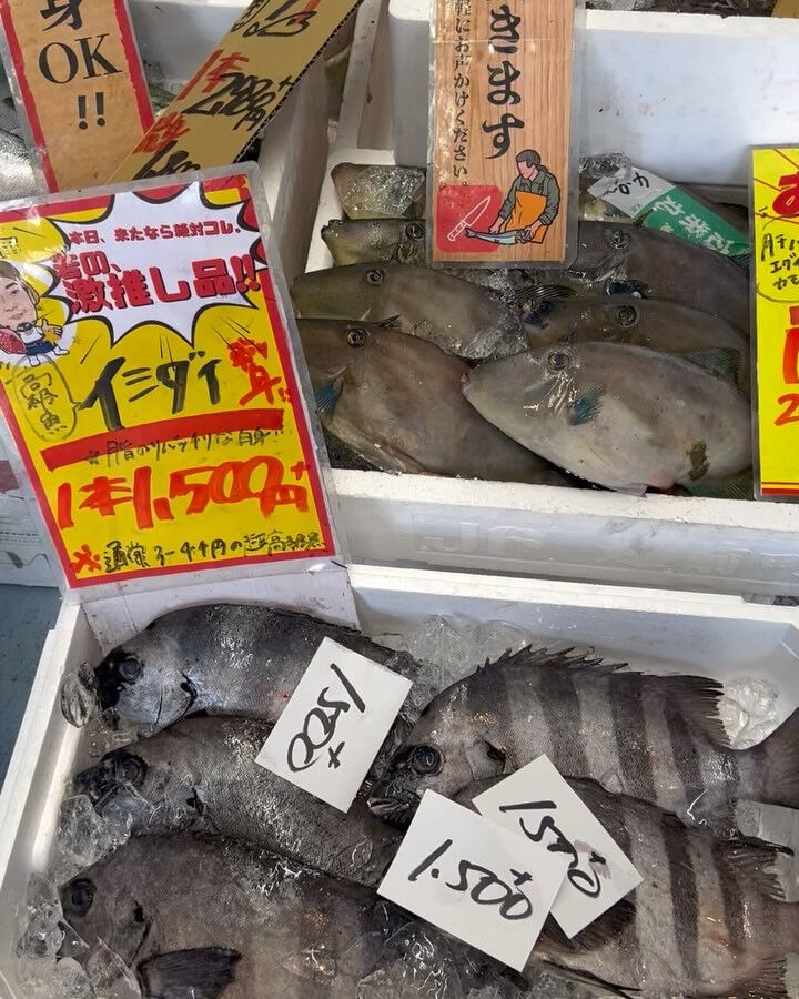 本日、火曜もstart🐟