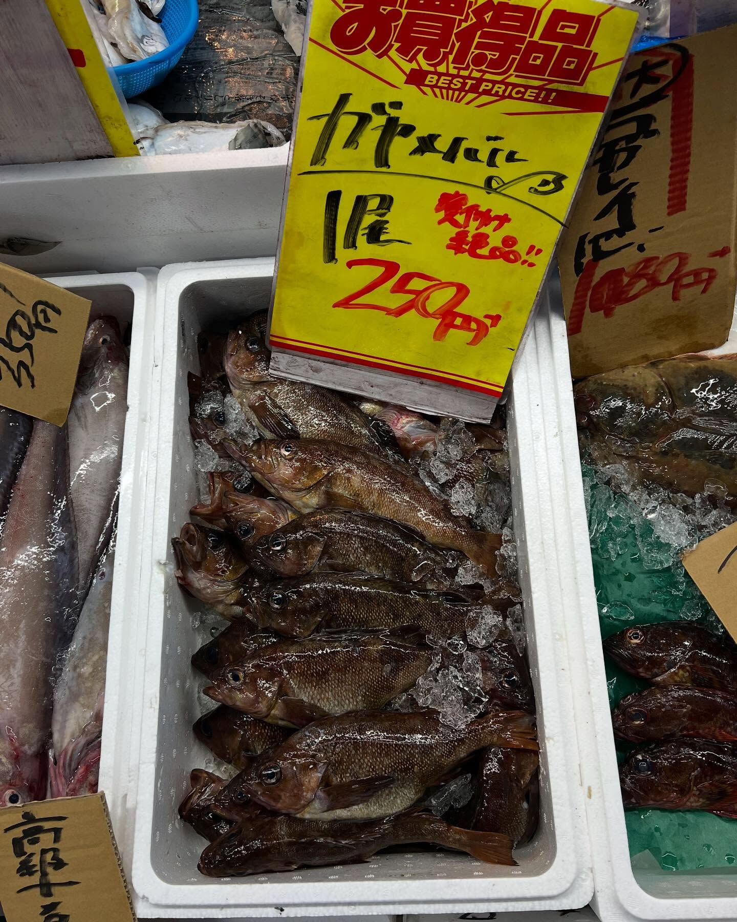 本日、金曜もstart🐟