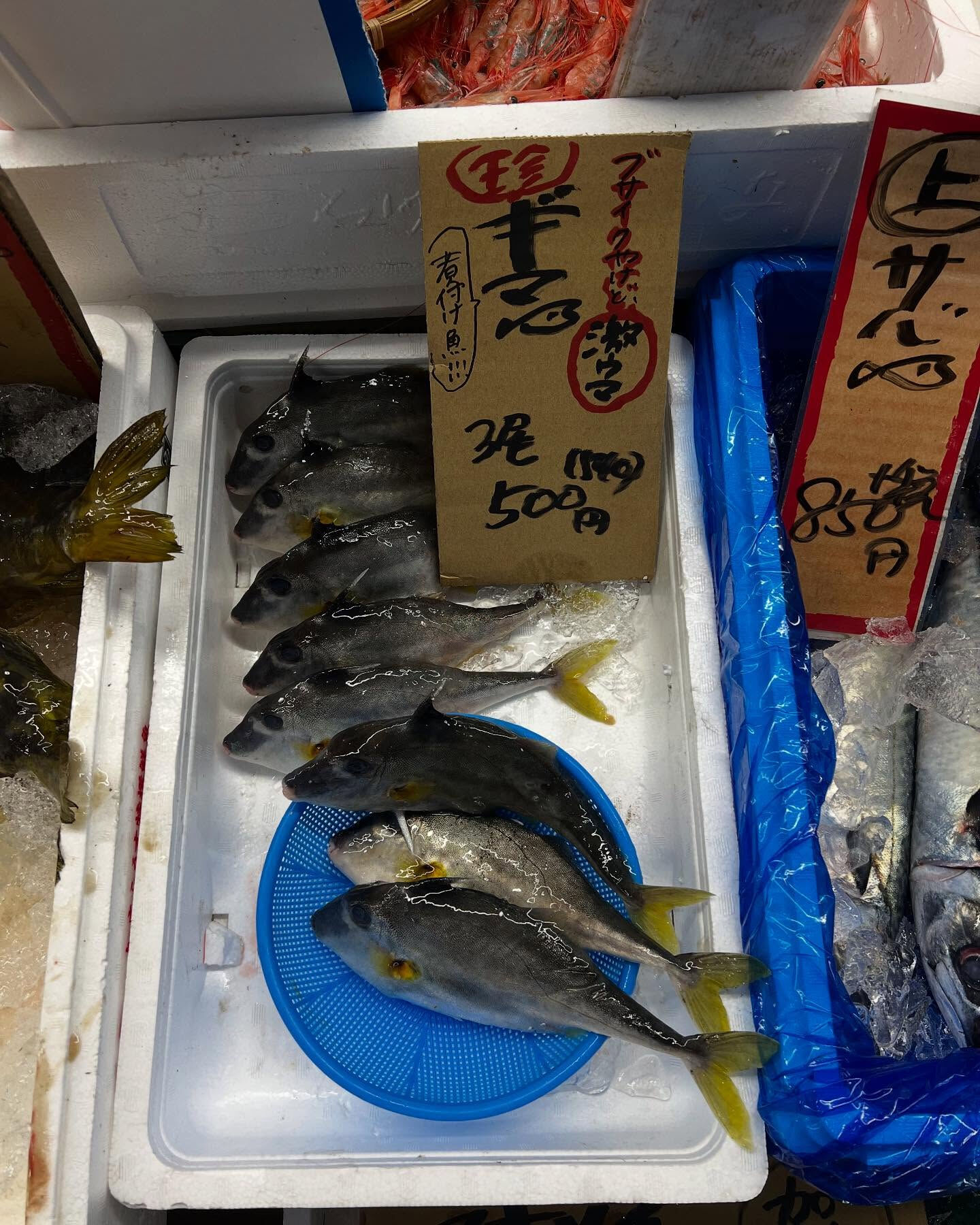 本日、金曜もstart🐟