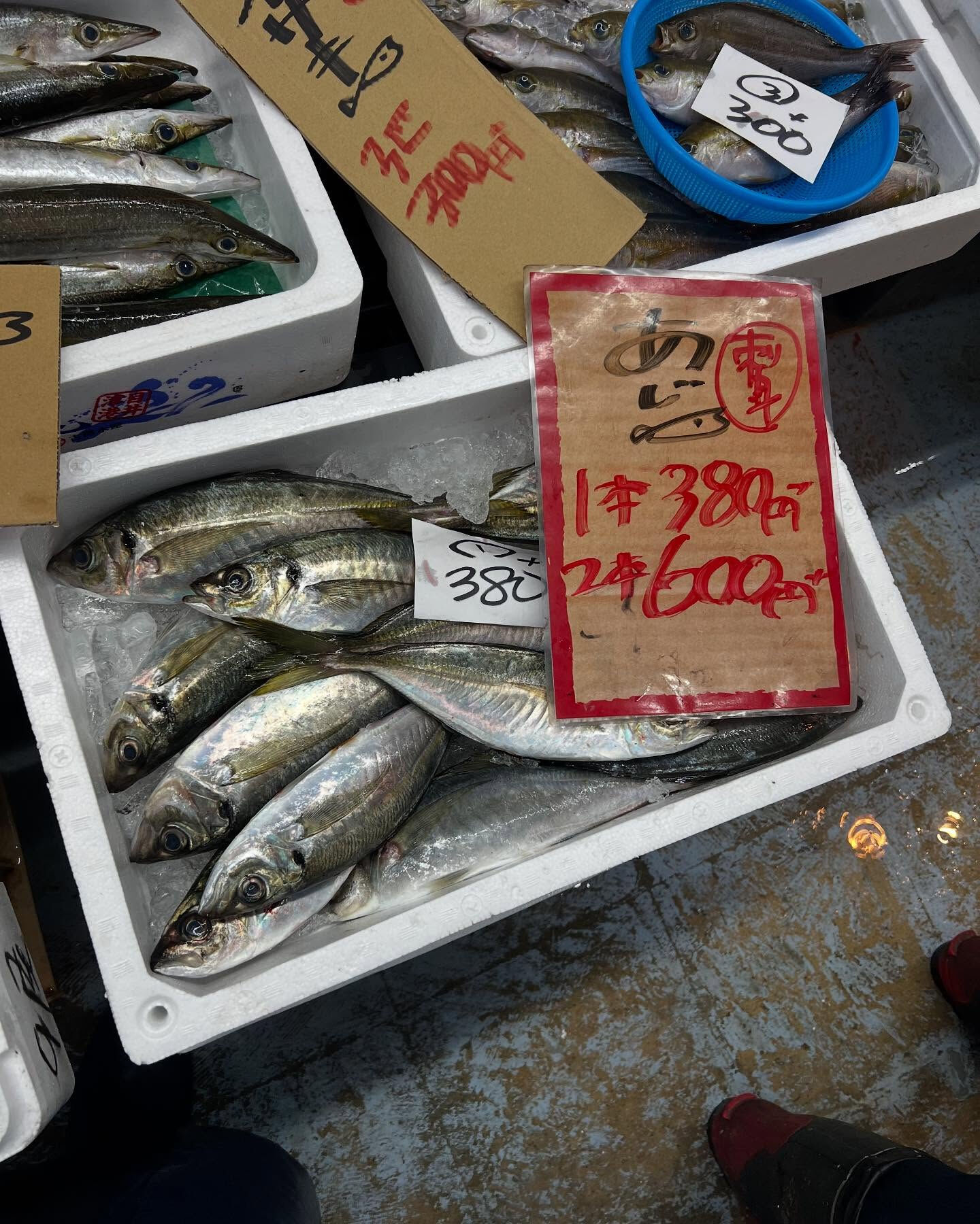 本日、金曜もstart🐟