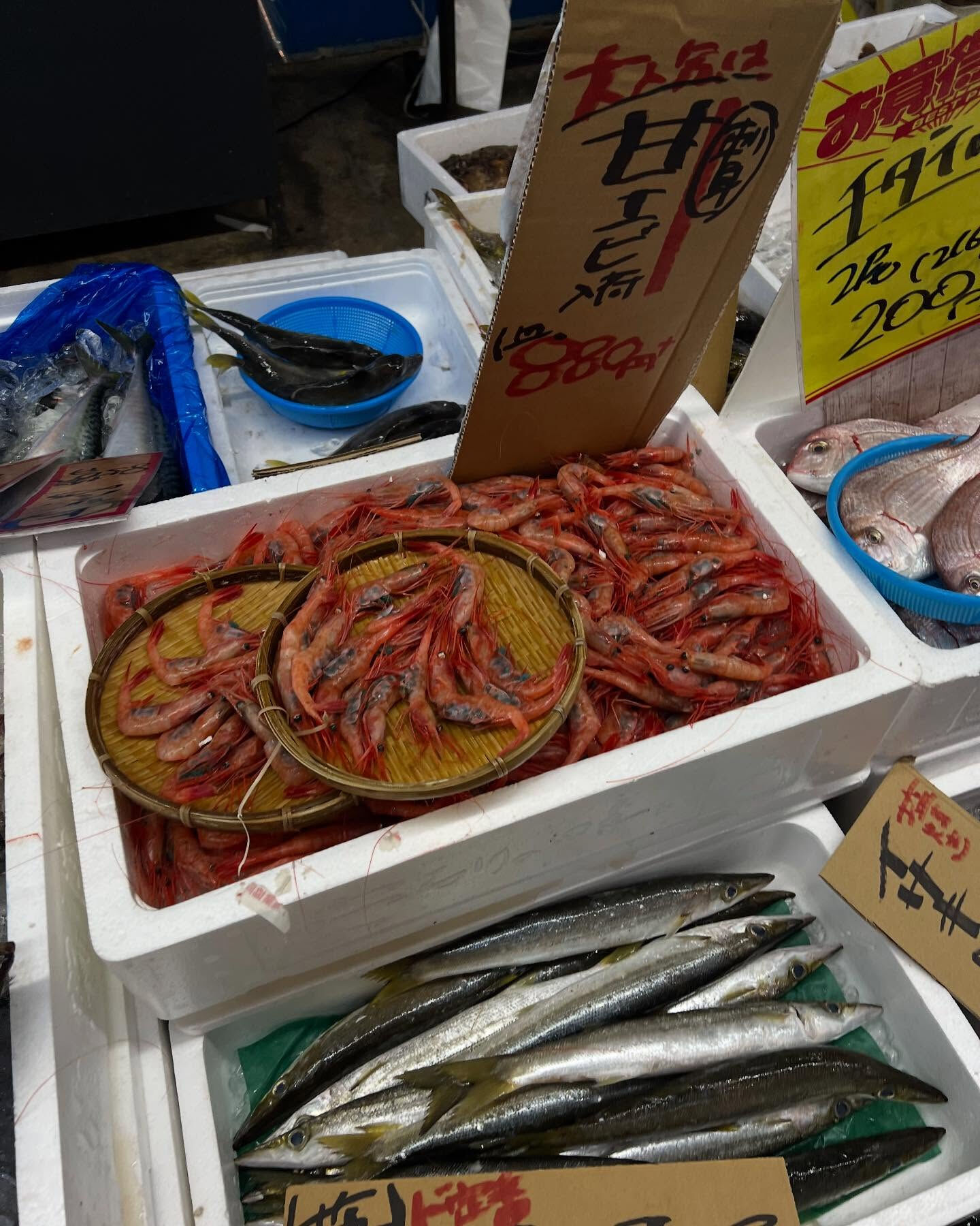 本日、金曜もstart🐟