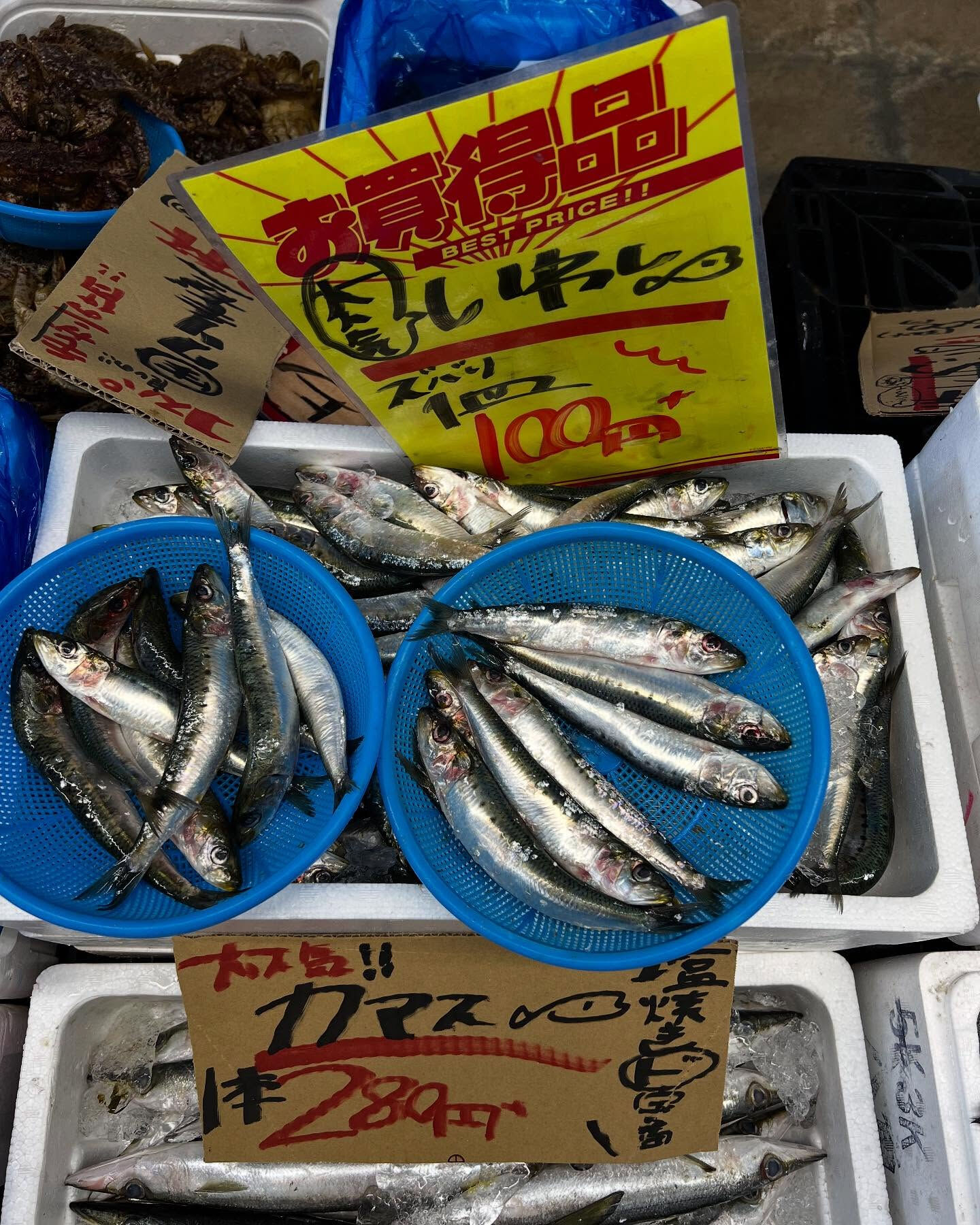 本日、日曜start🐟