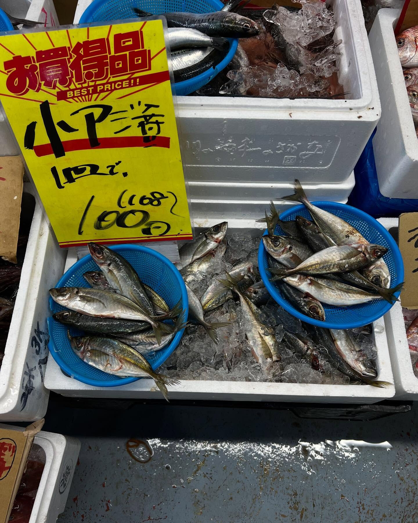 本日、日曜start🐟