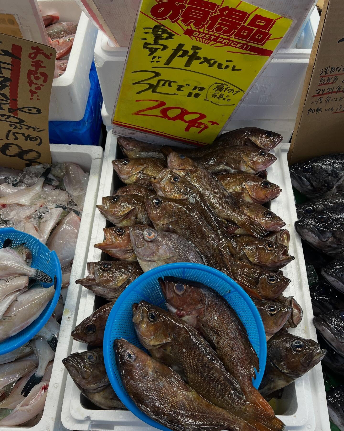 本日、日曜start🐟