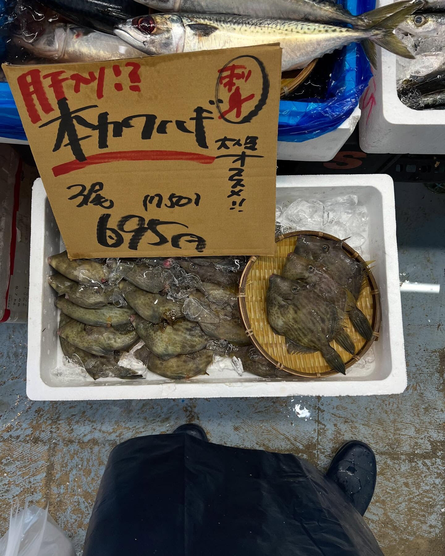 本日、日曜start🐟