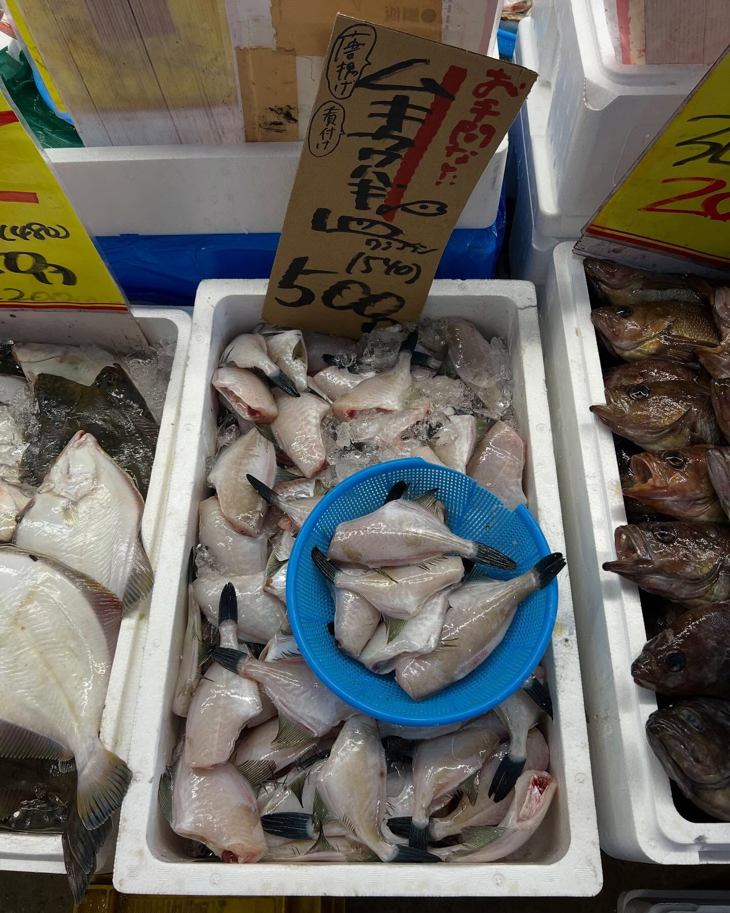 本日、日曜start🐟