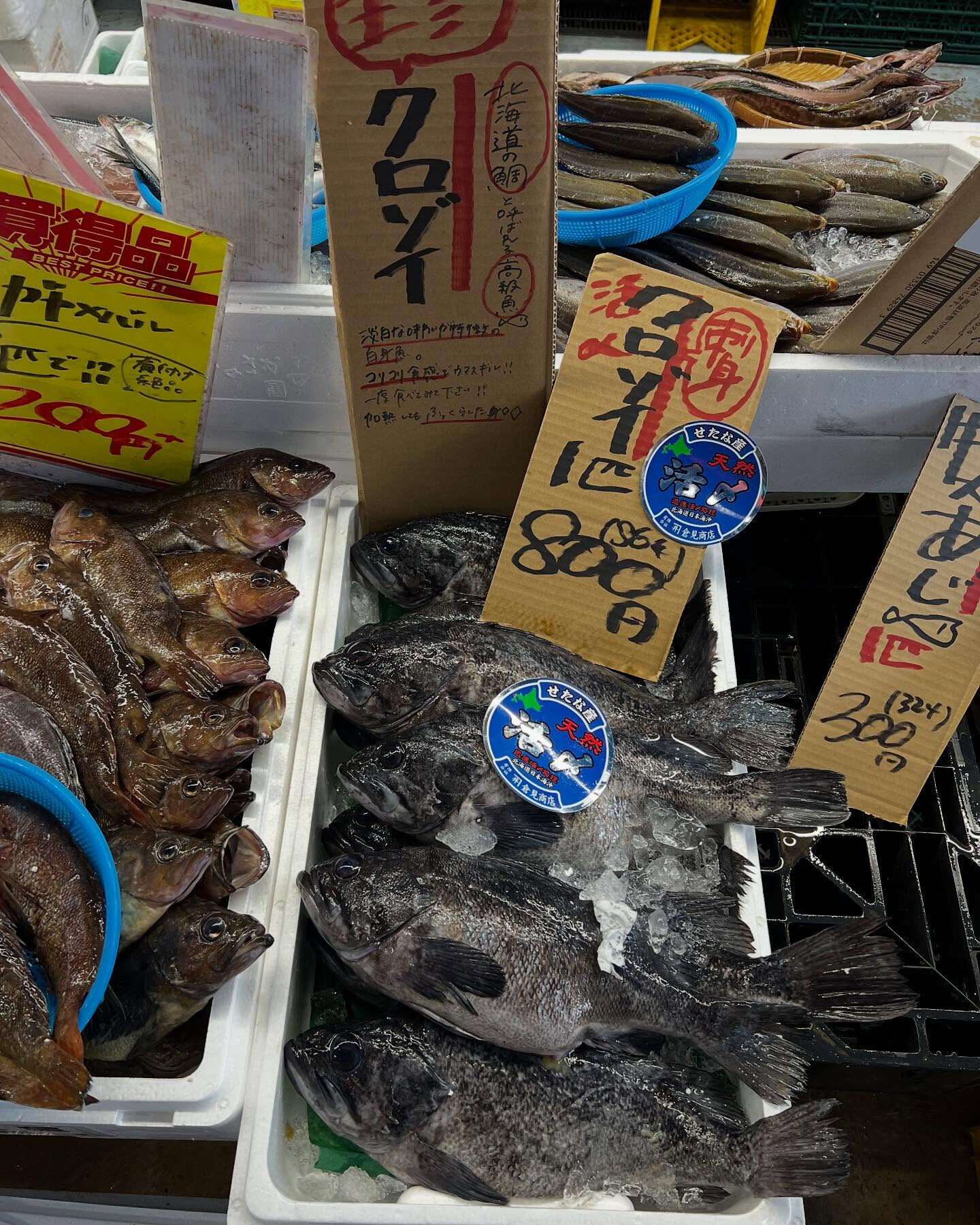 本日、日曜start🐟