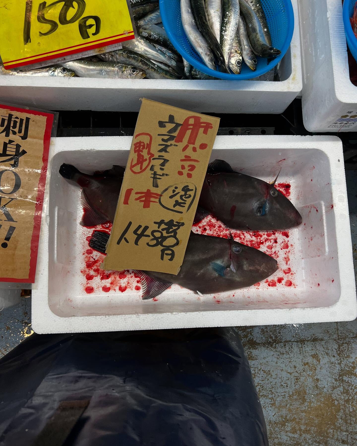 本日、金曜start🐟