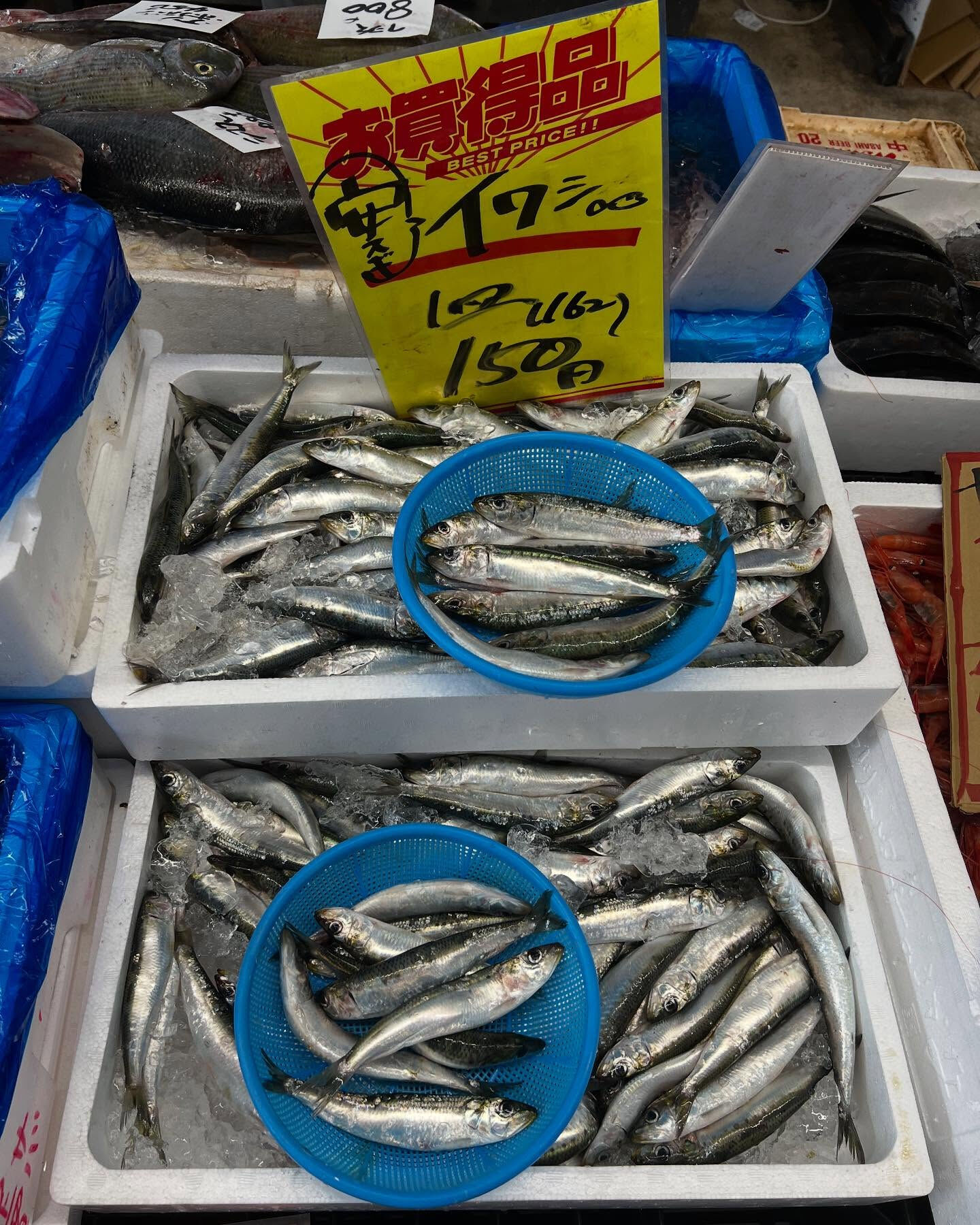 本日、金曜start🐟