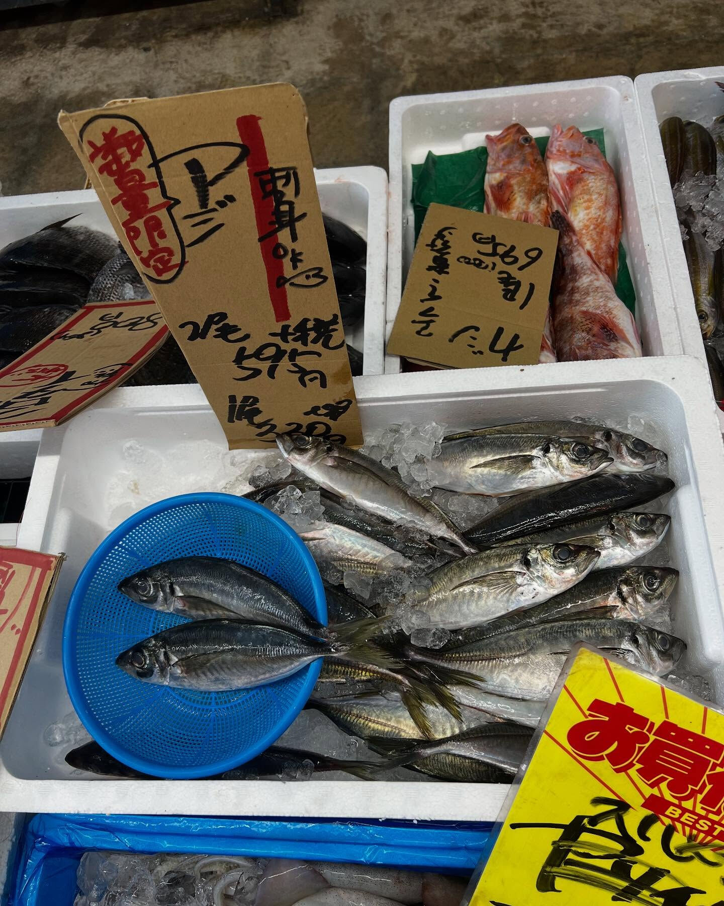 本日、金曜start🐟