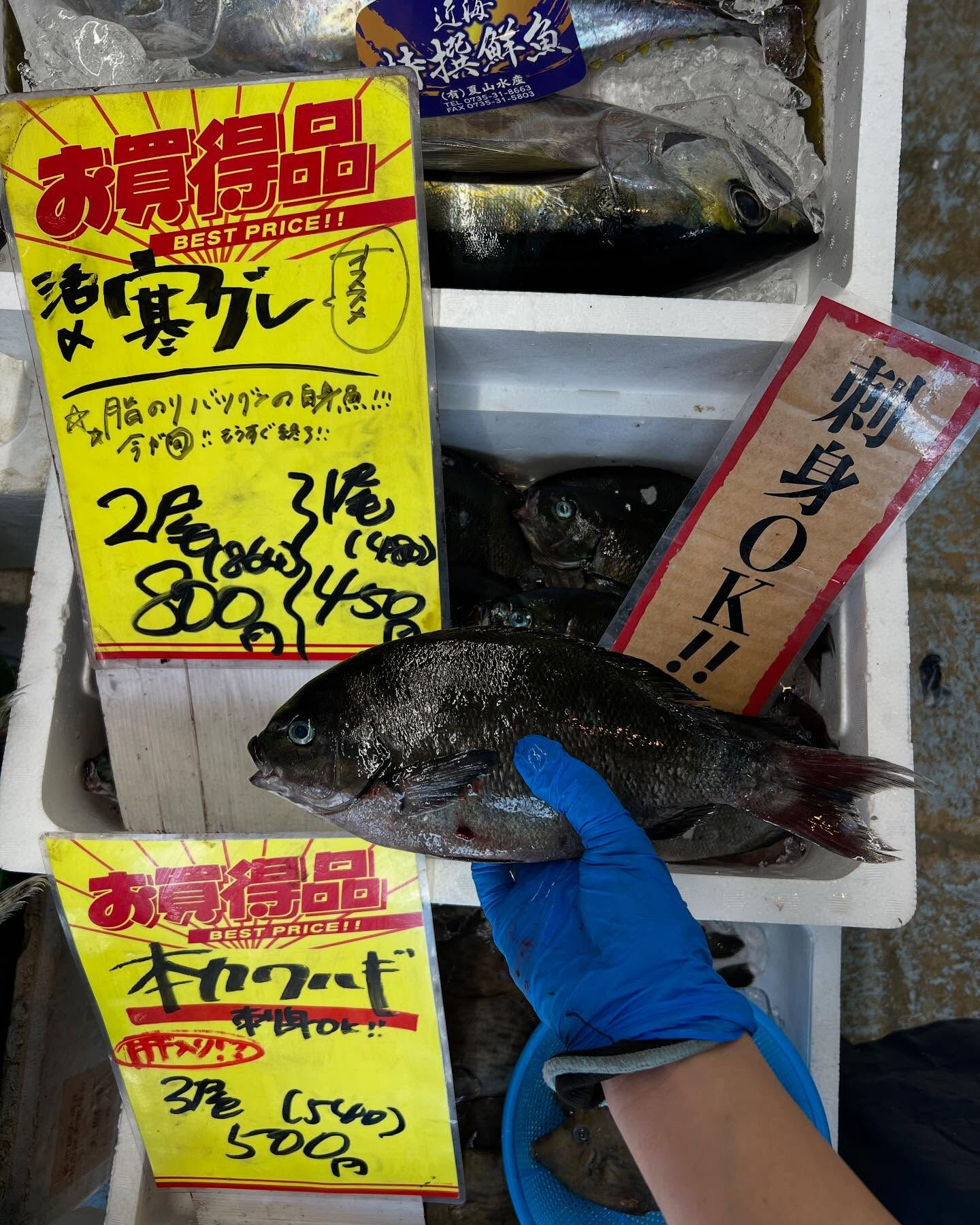 本日、日曜start🐟