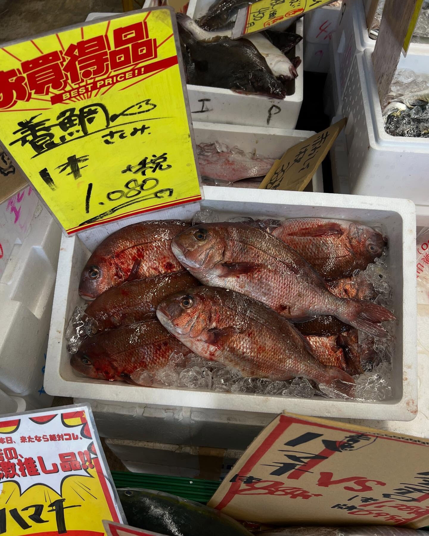 本日、日曜start🐟