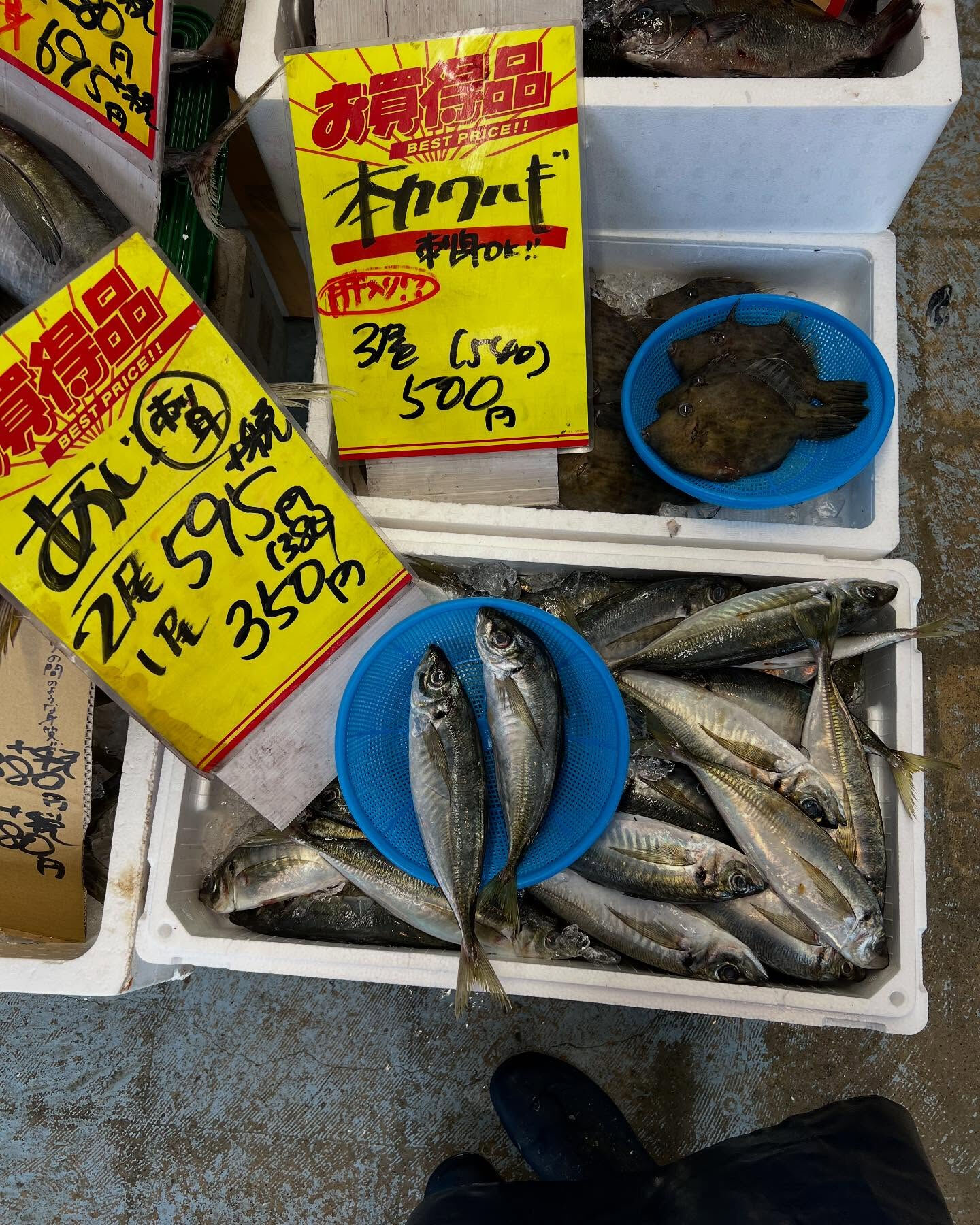 本日、日曜start🐟