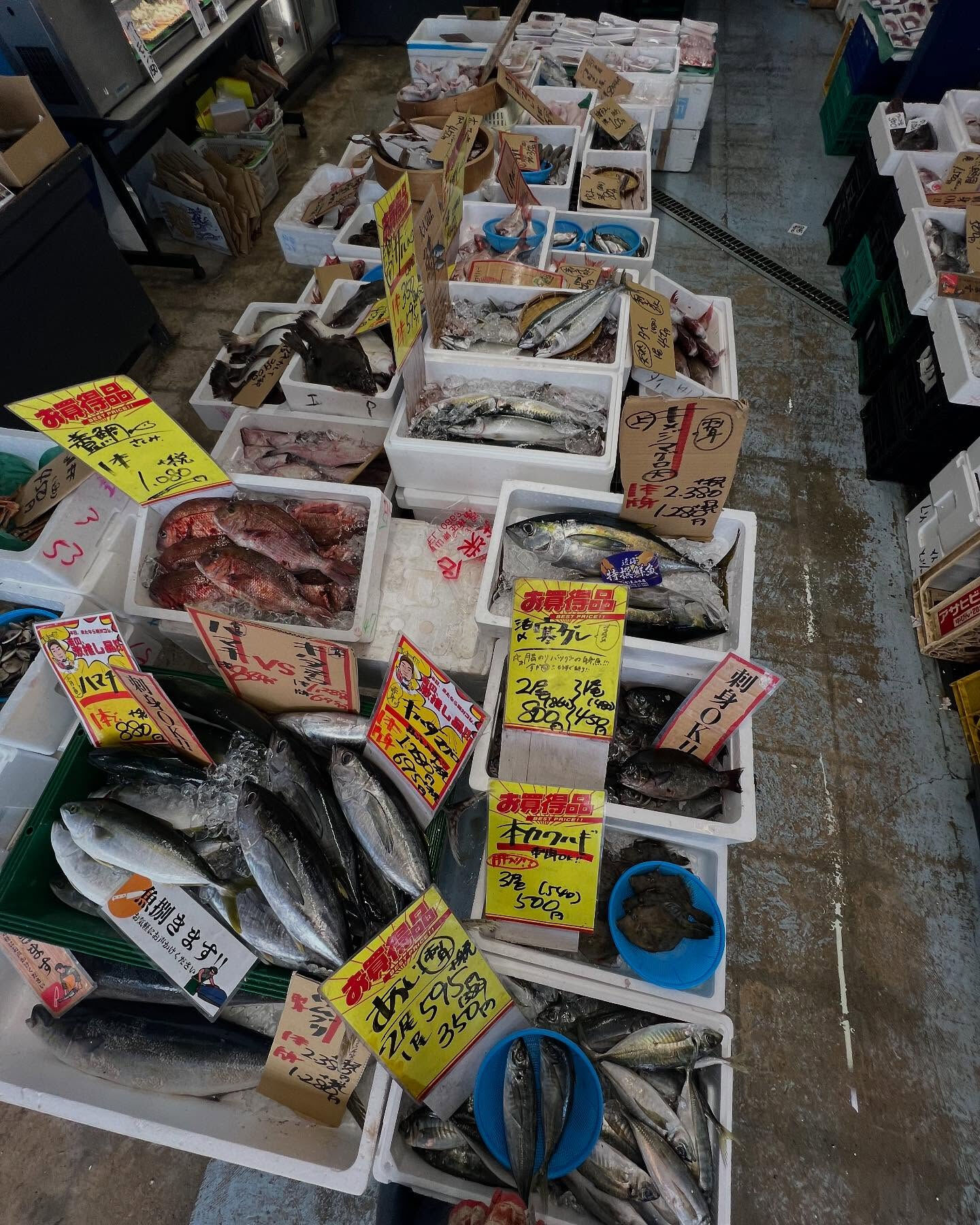 本日、日曜start🐟