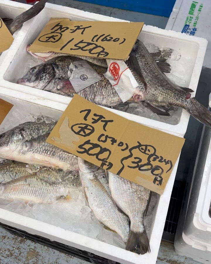本日、日曜start🐟