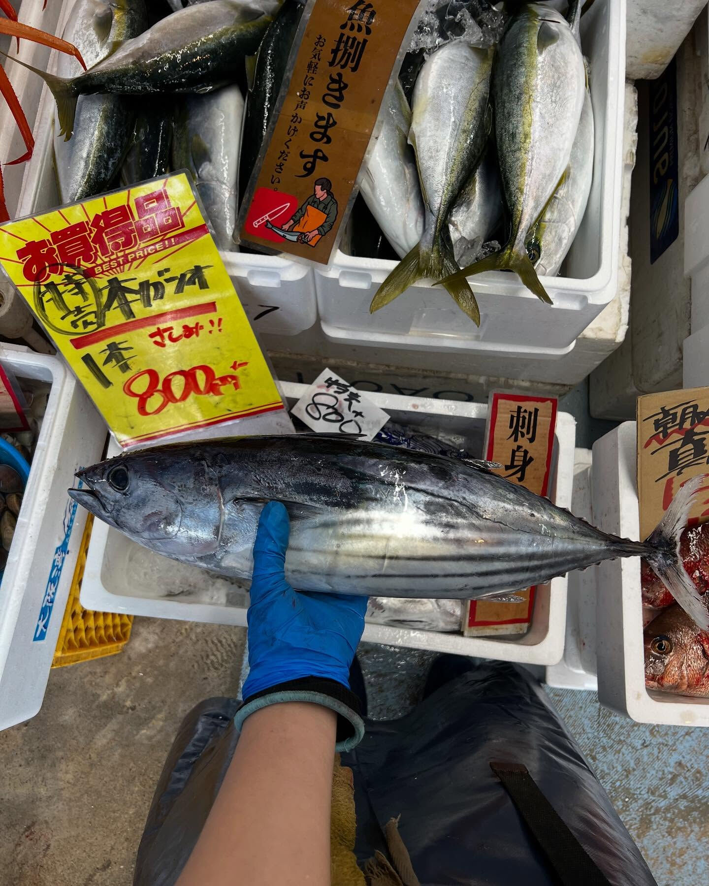 本日、月曜start🐟