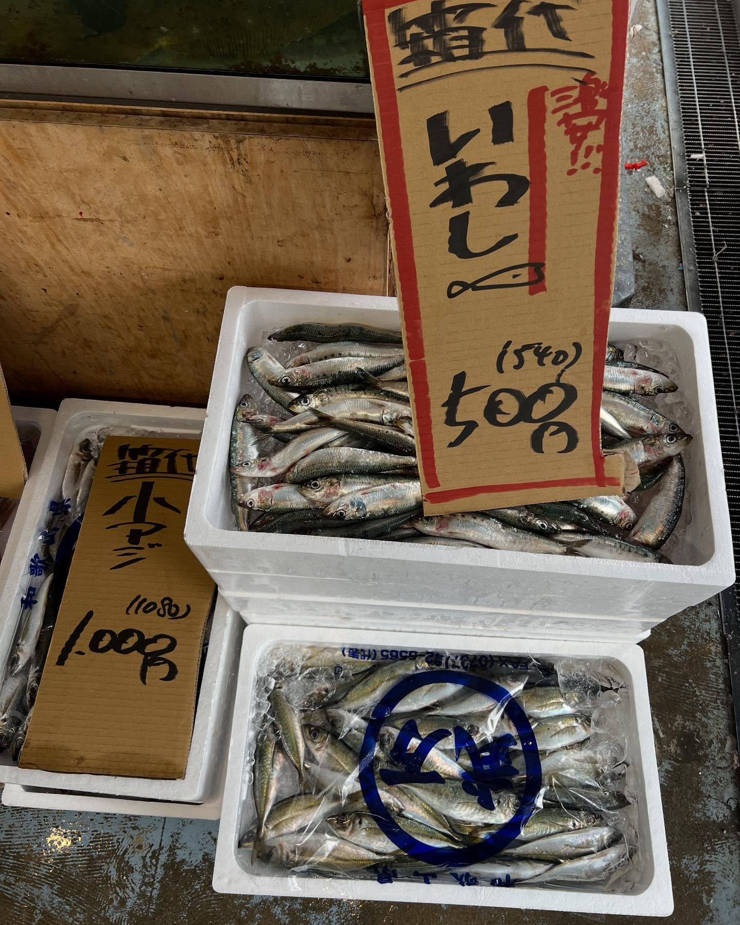 本日、月曜start🐟