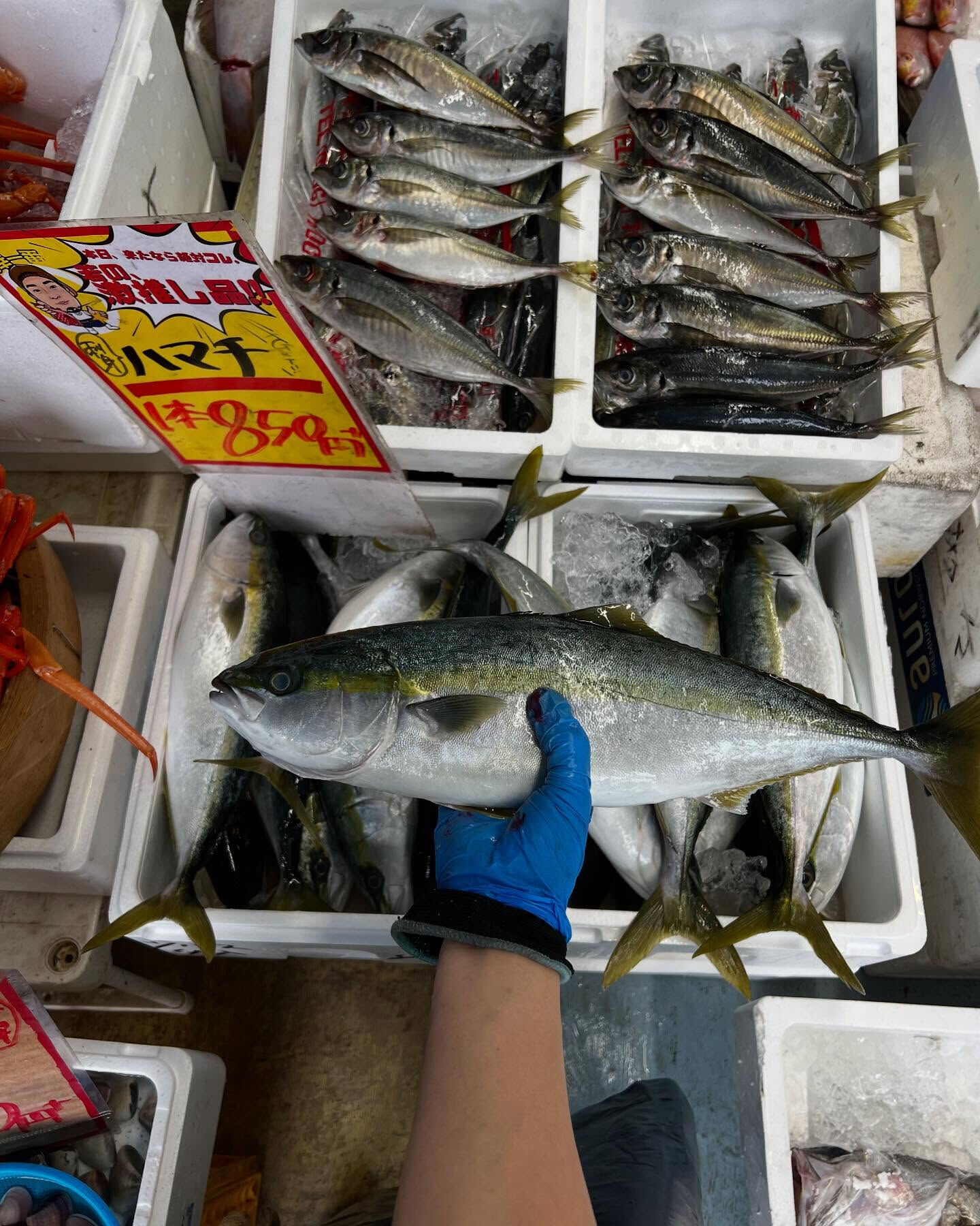 本日、月曜start🐟