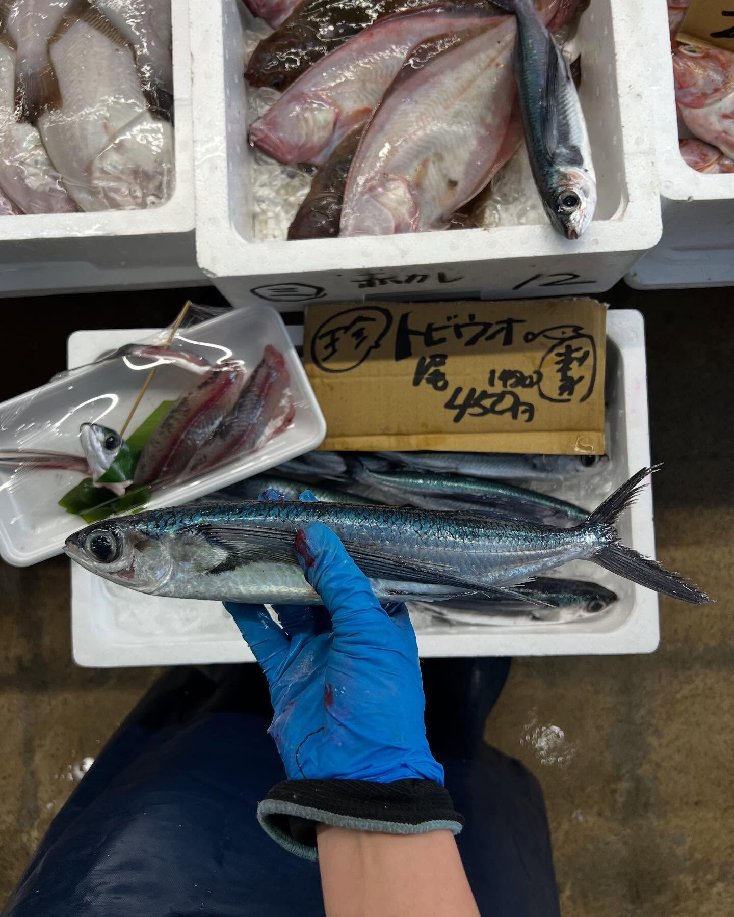 本日、月曜start🐟