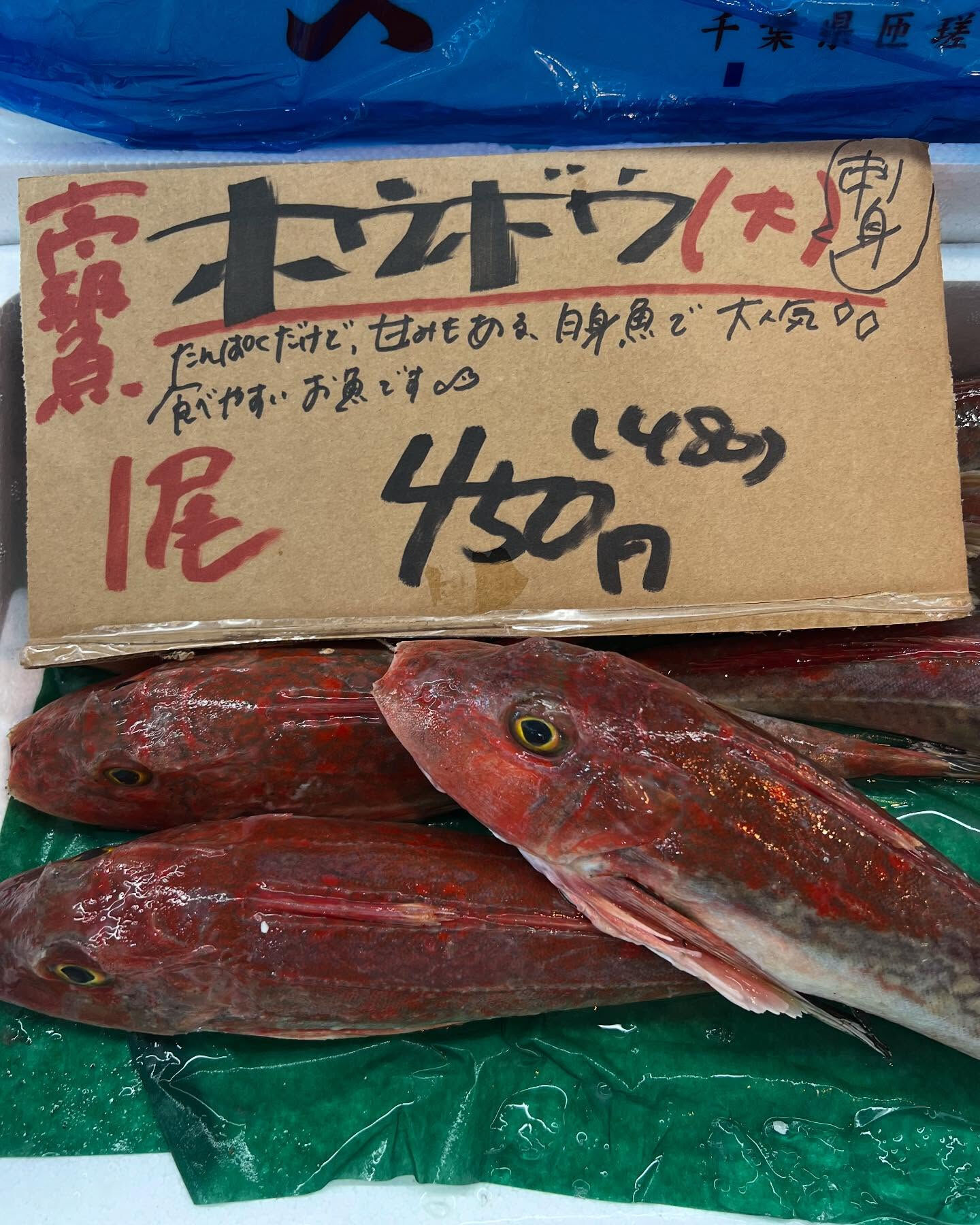本日、月曜start🐟