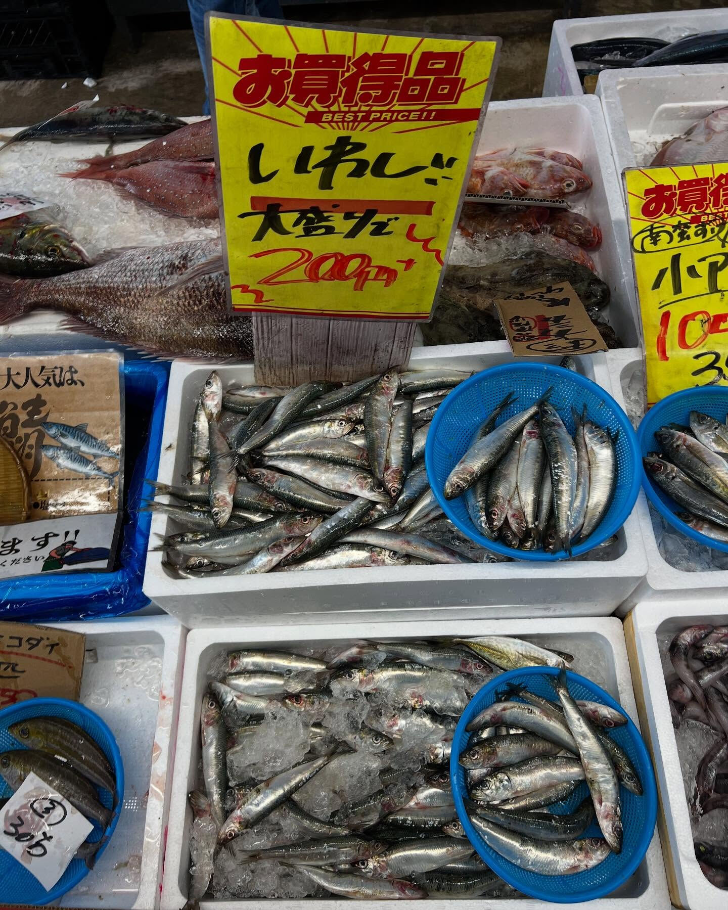 本日、月曜start🐟
