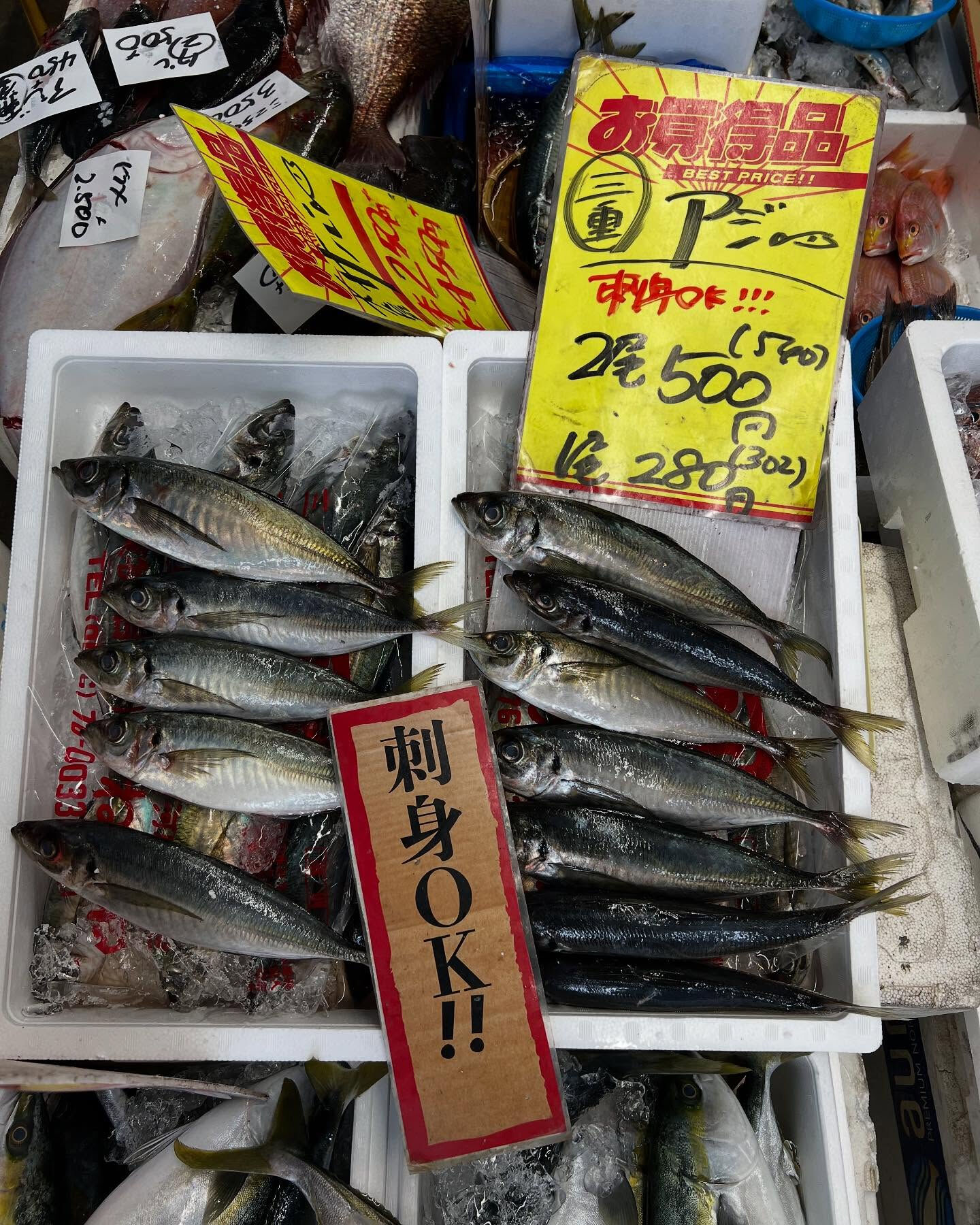 本日、月曜start🐟