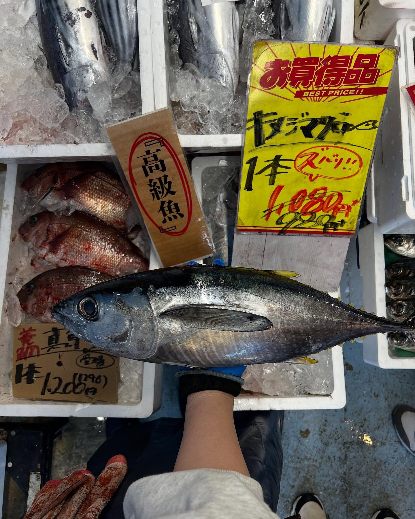 本日、火曜start🐟