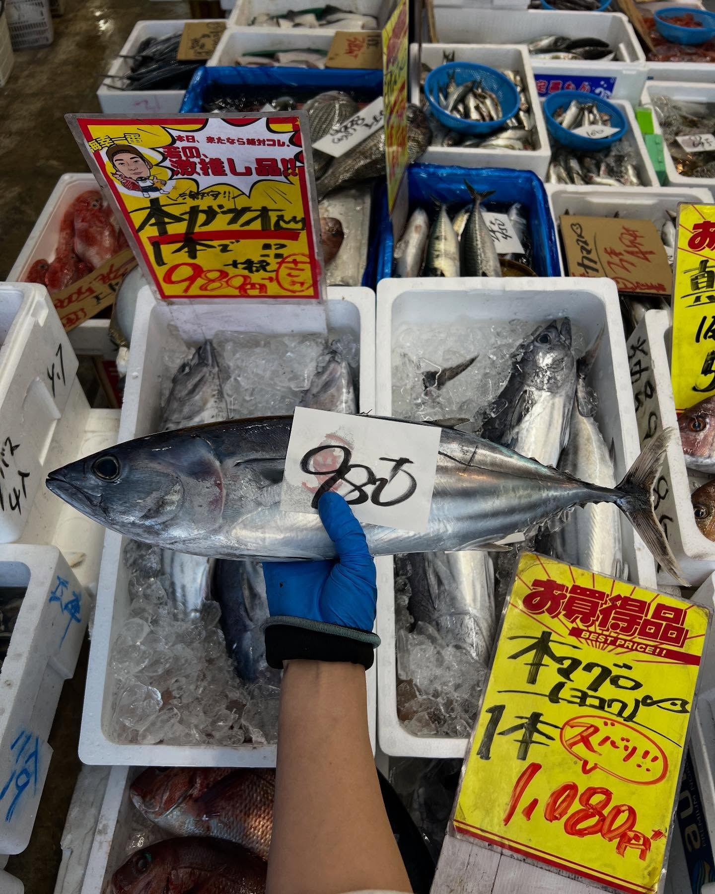 本日、火曜start🐟