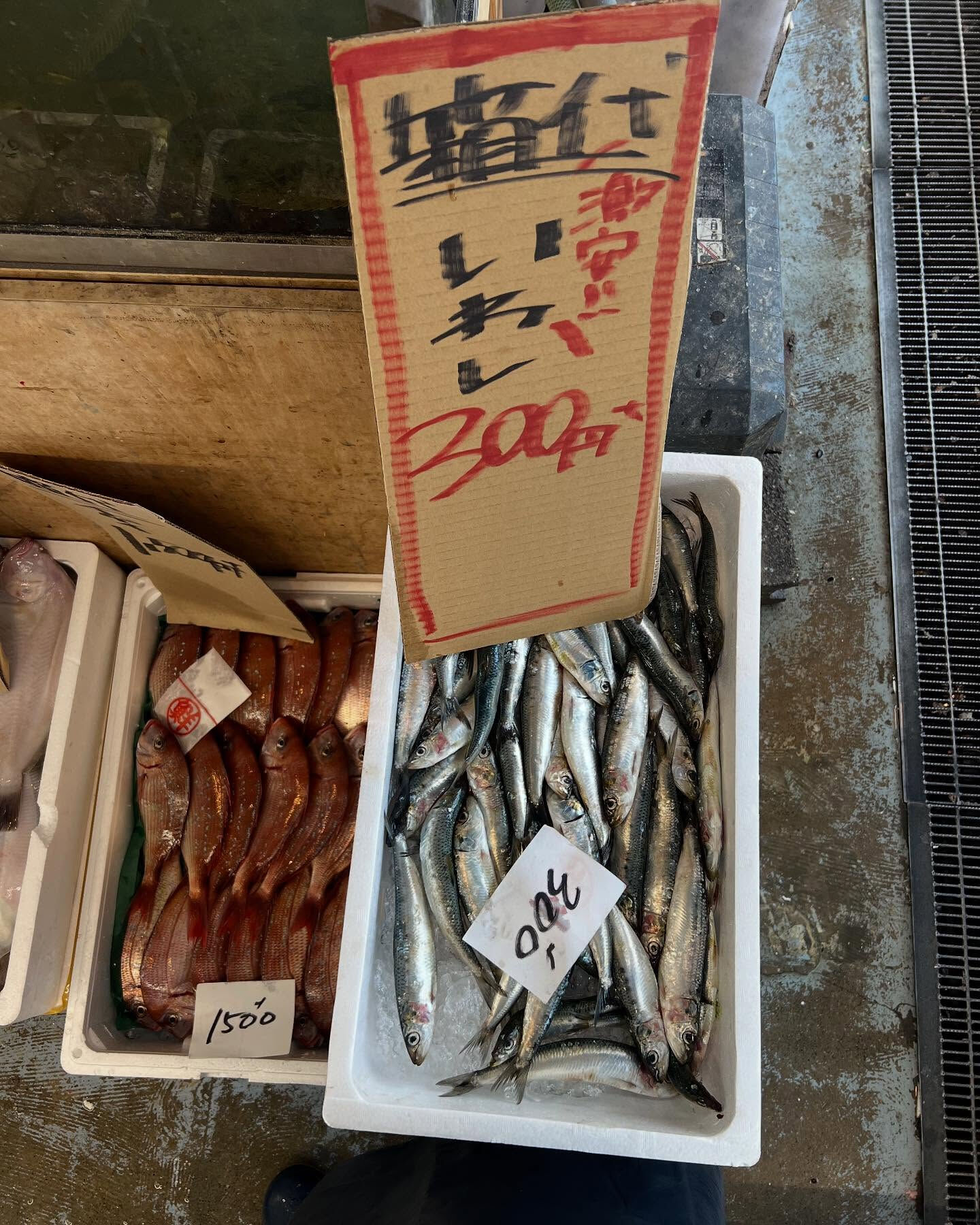 本日、火曜start🐟