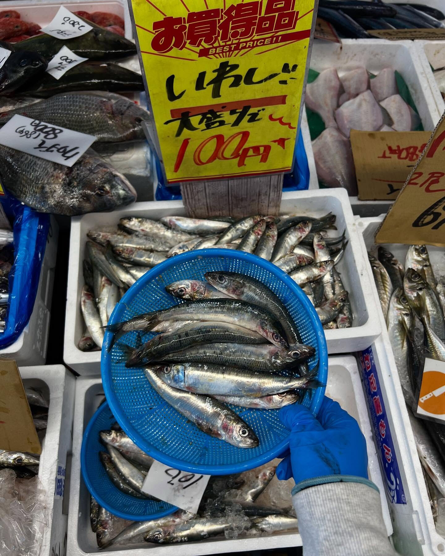 本日、火曜start🐟
