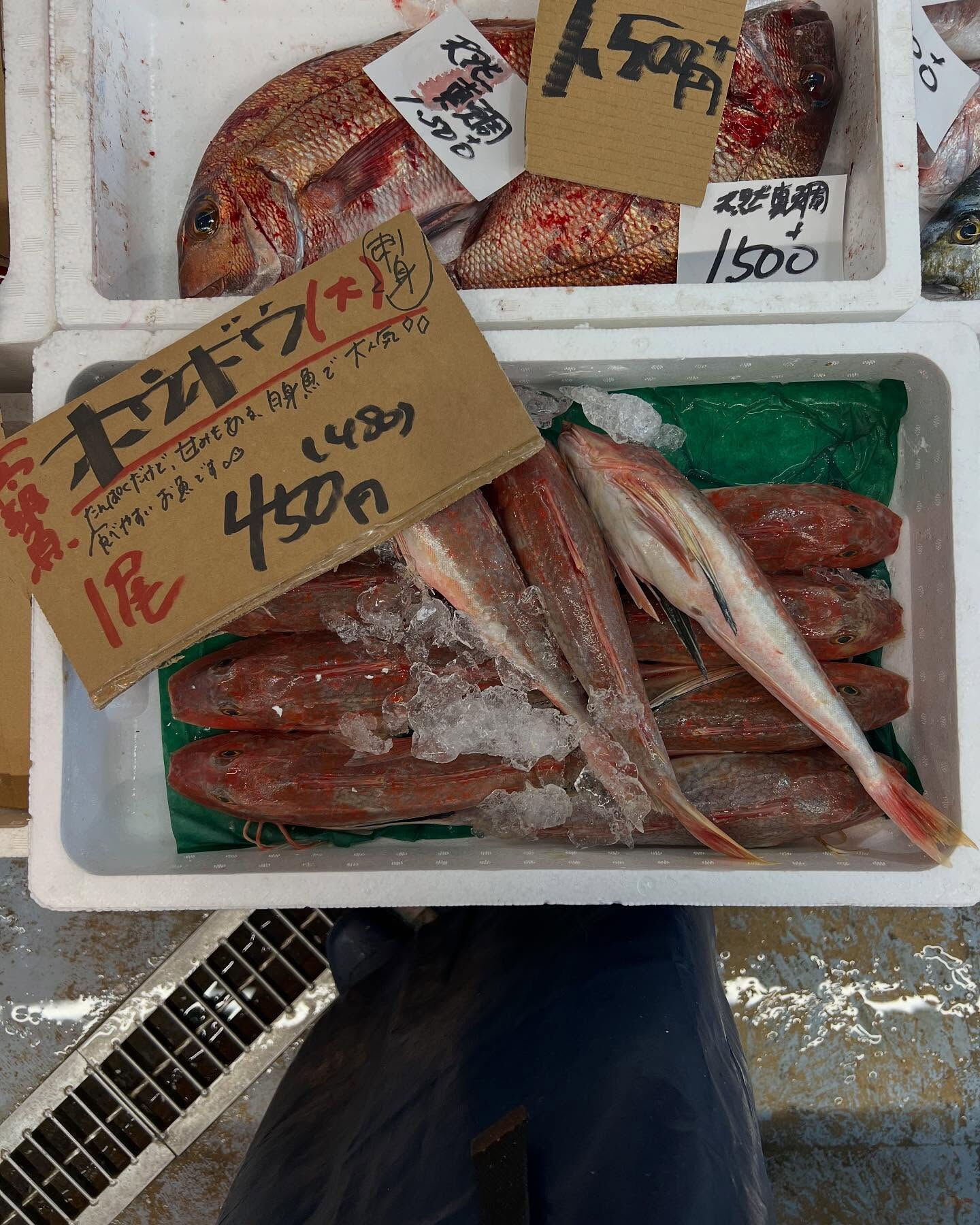本日、火曜start🐟