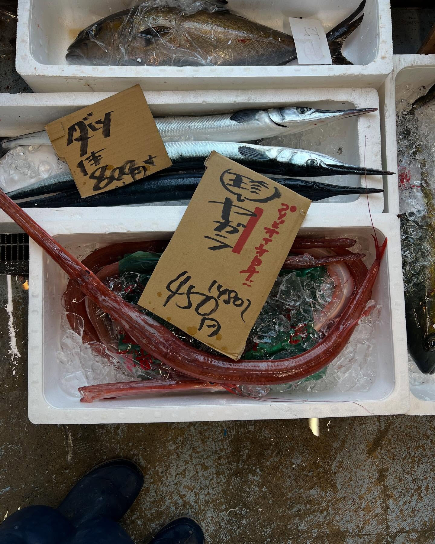 本日、火曜start🐟