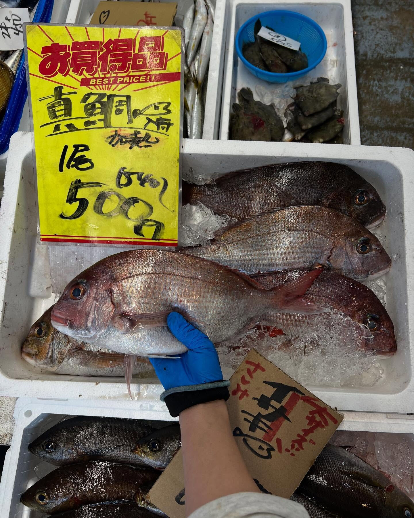 本日、火曜start🐟