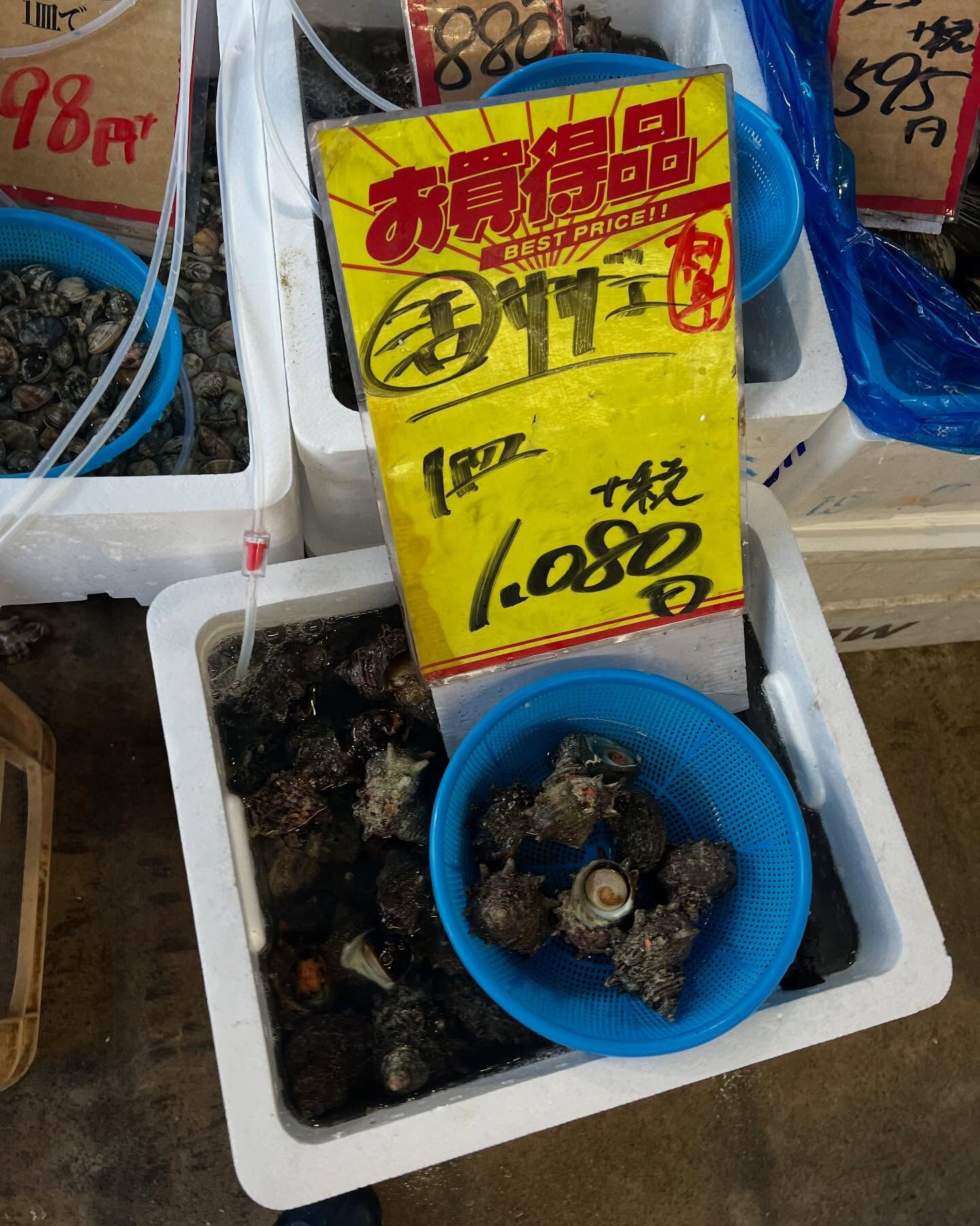 本日、火曜start🐟