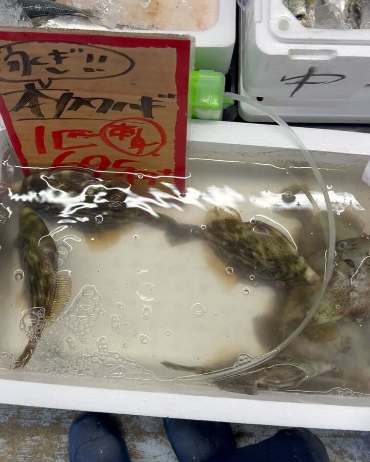本日、火曜start🐟