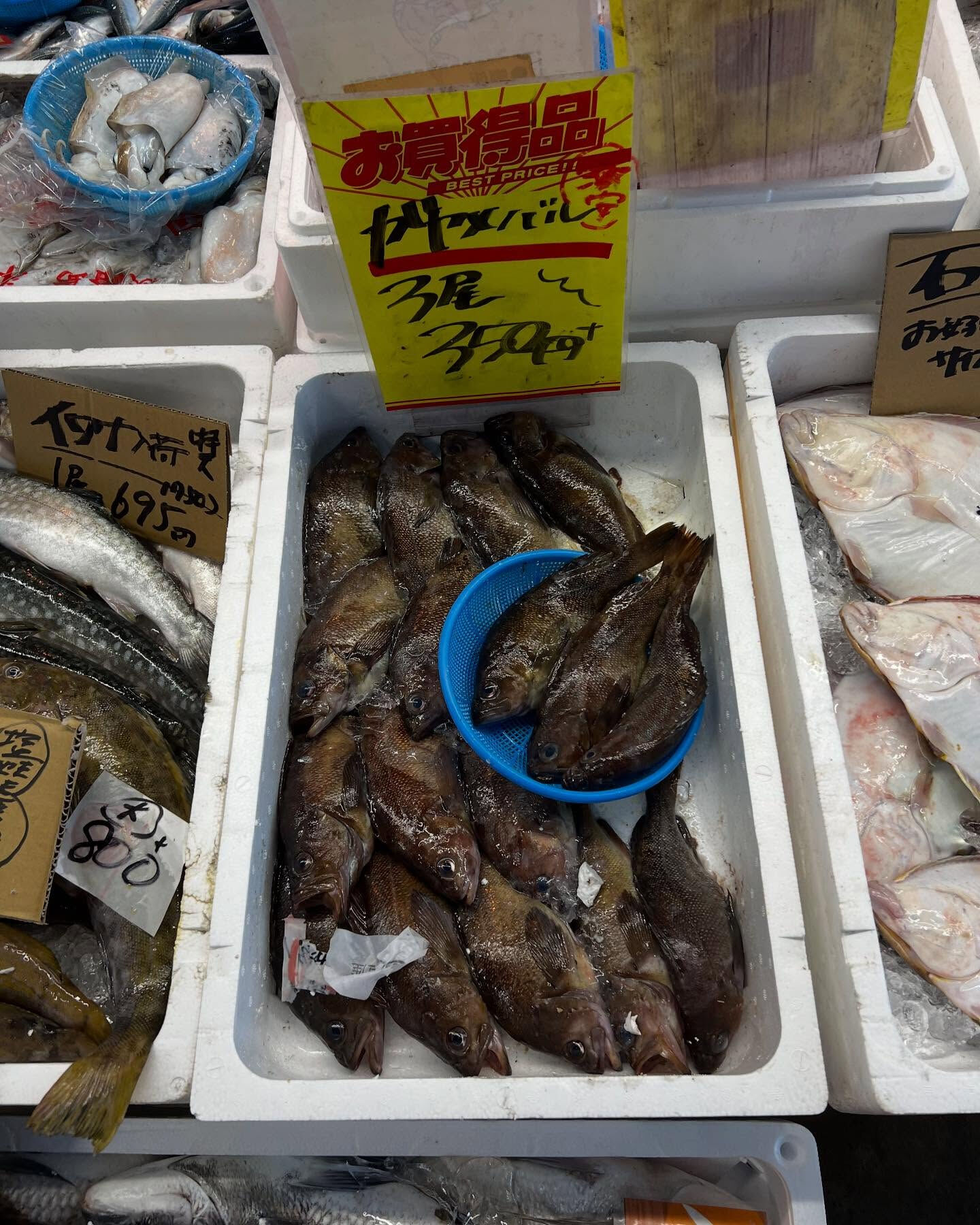 本日、火曜start🐟