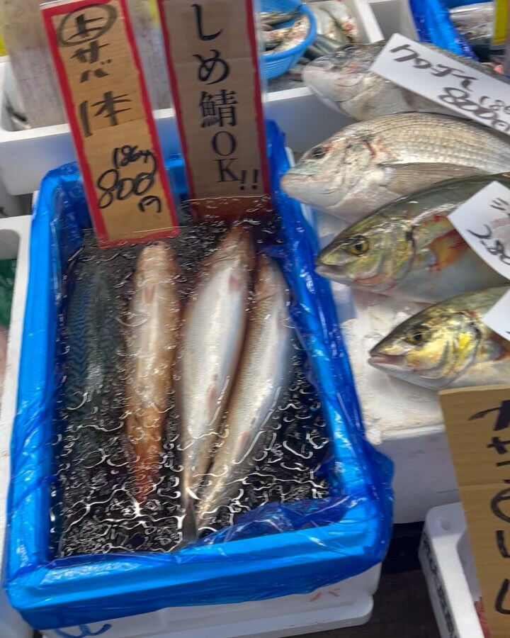 本日、火曜start🐟