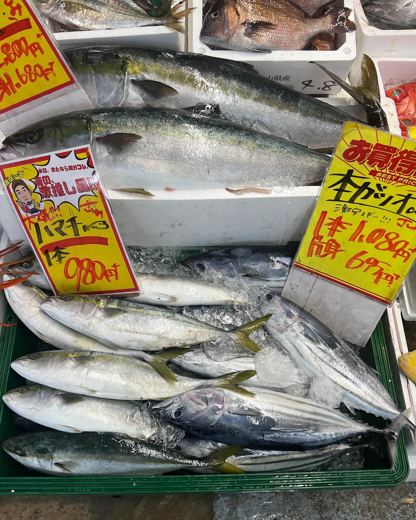 天然ブリ入荷！