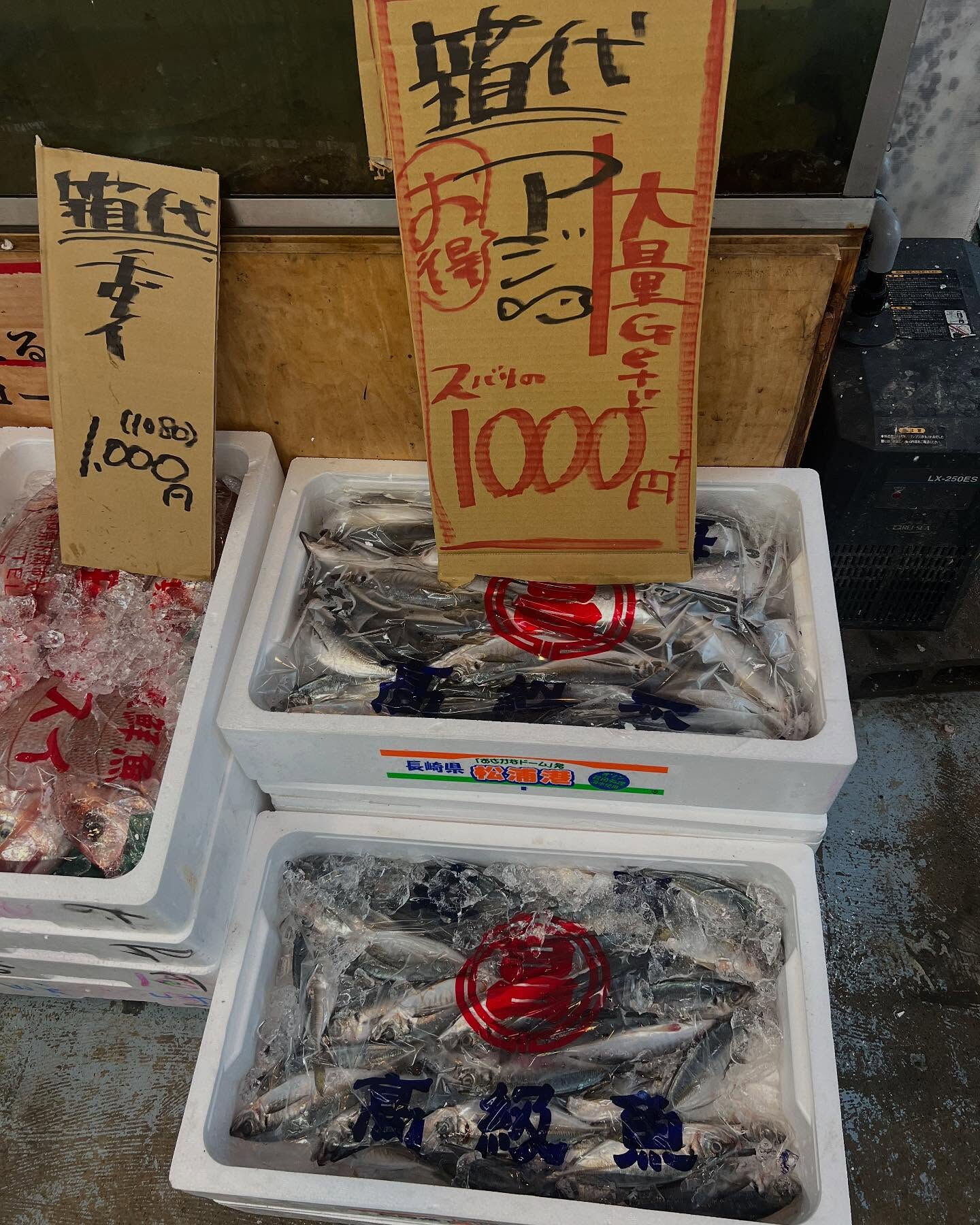 天然ブリ入荷！